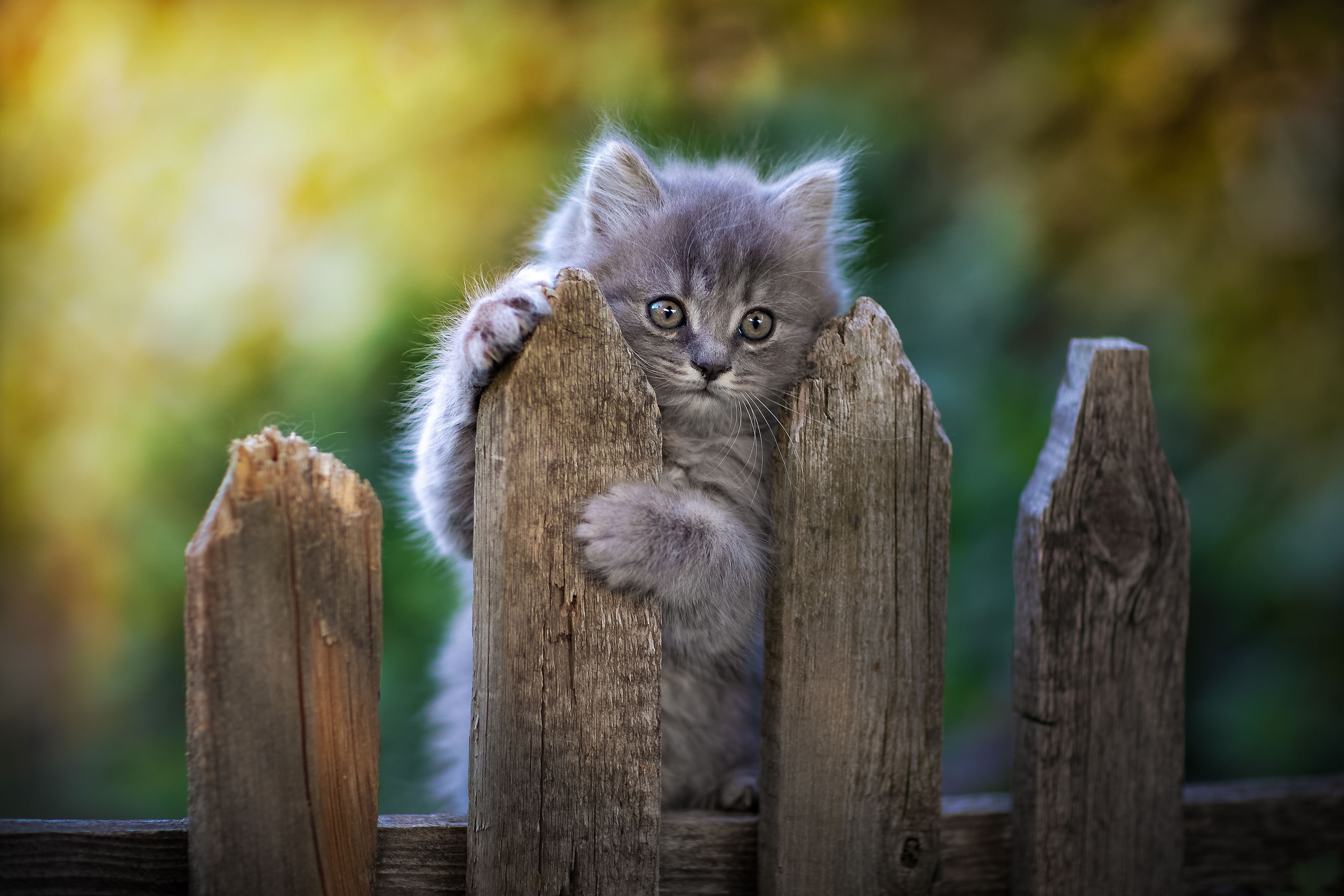 Wallpaper Cat in fence