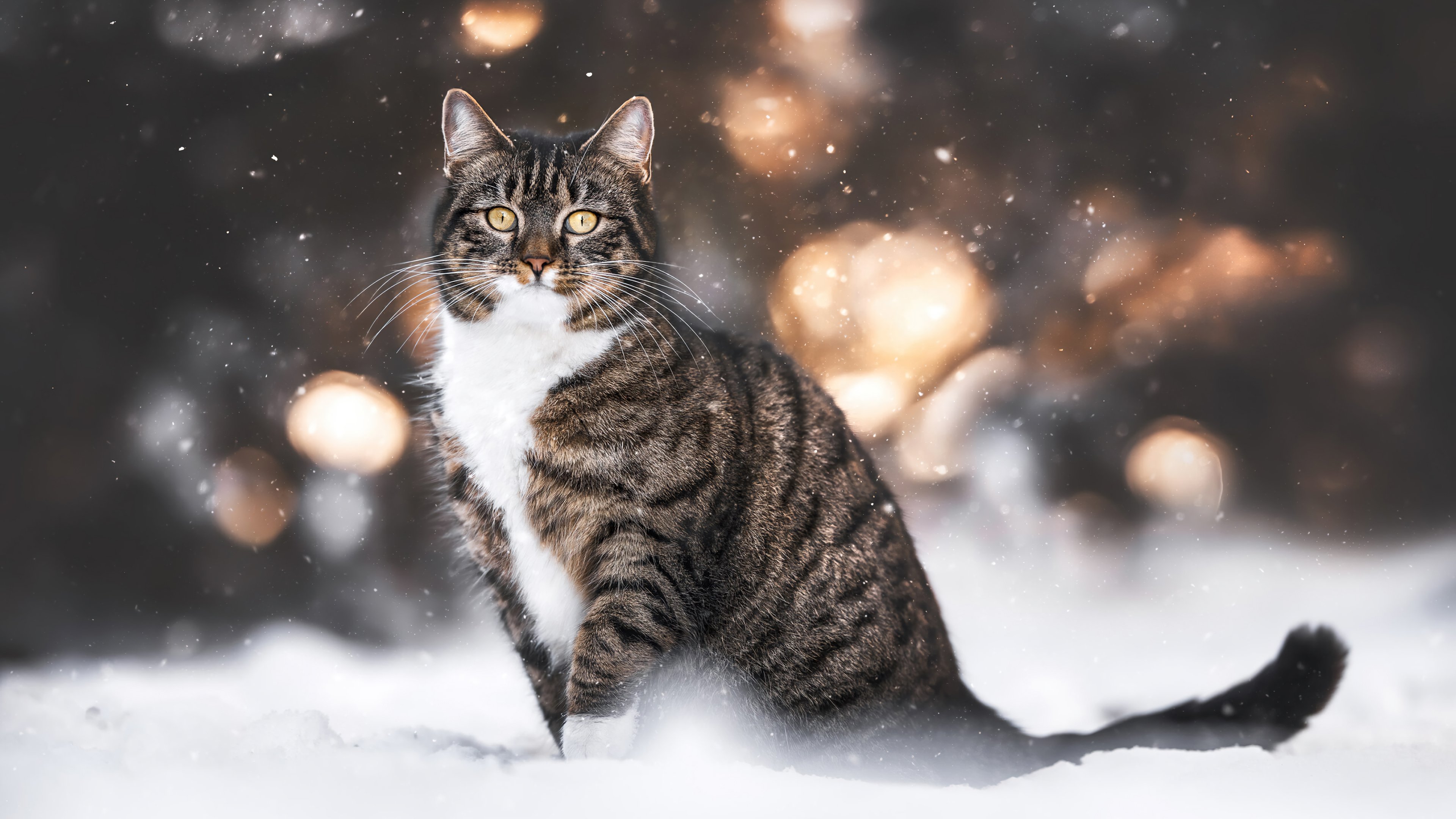 Wallpaper Cat in the snow