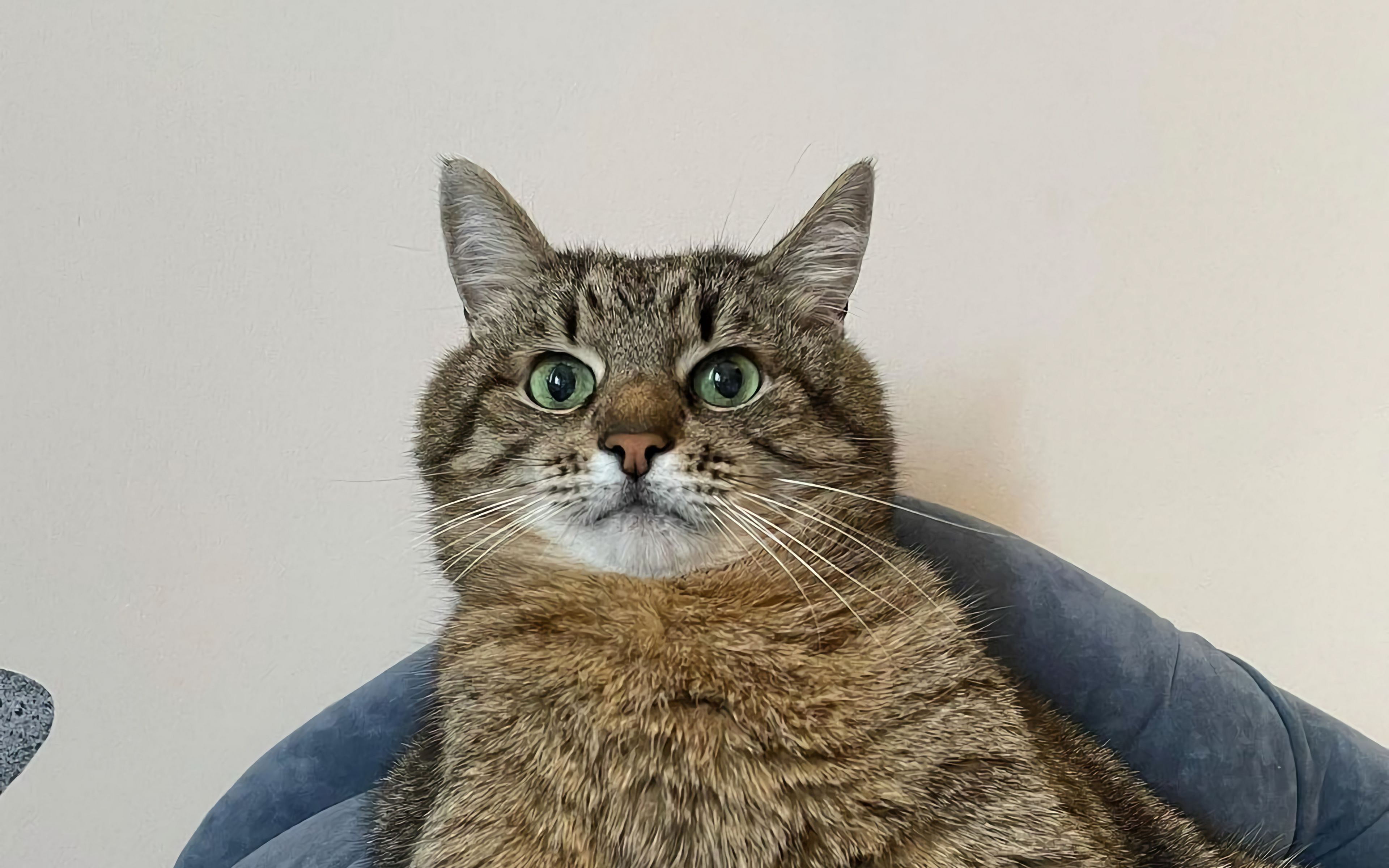 Wallpaper Suprised cat