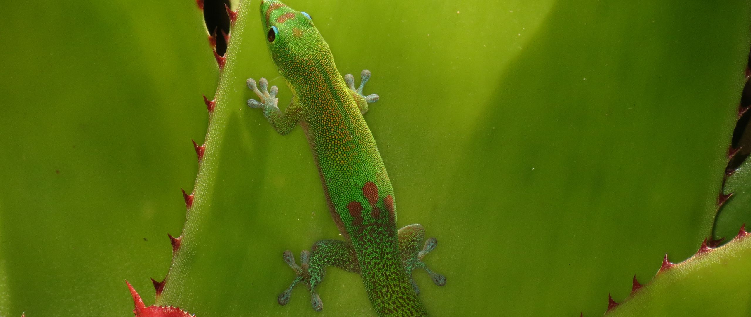 Wallpaper Green Gecko