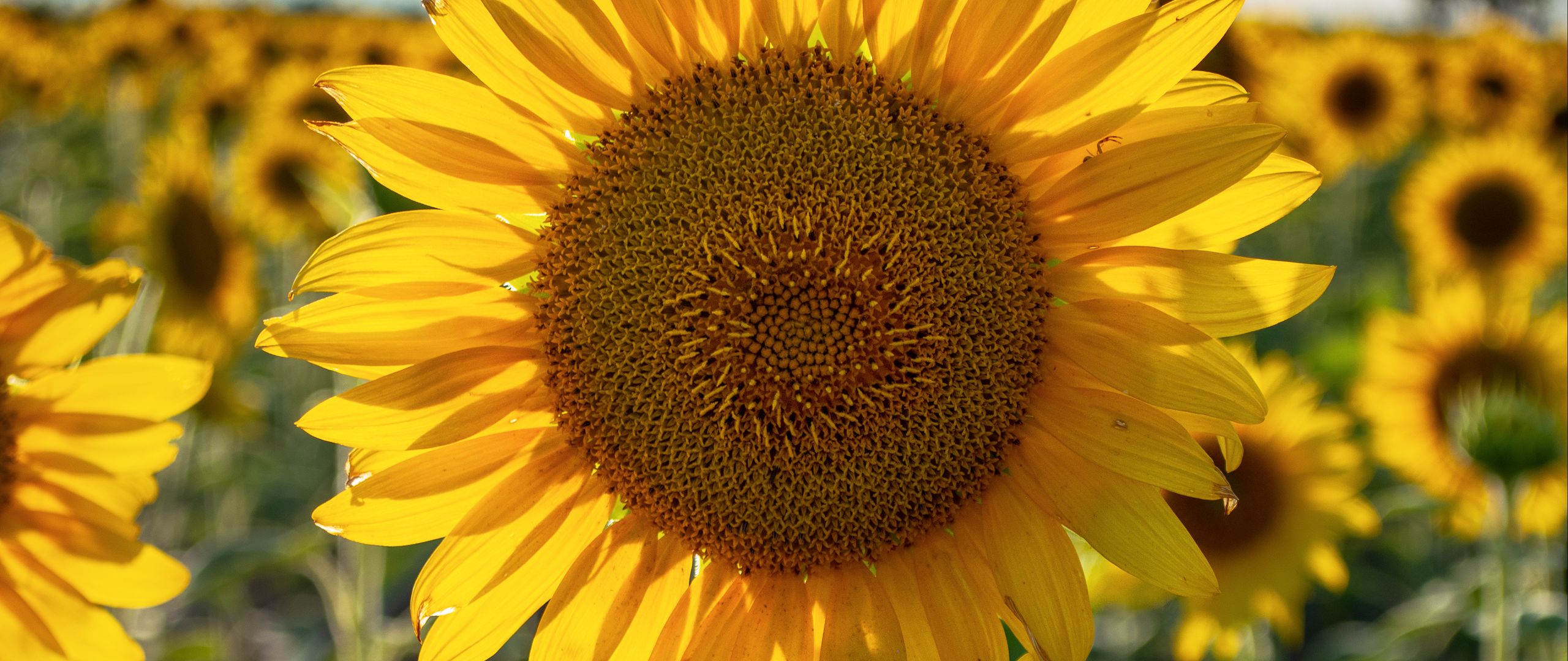 Fondos de pantalla Sunflower in field