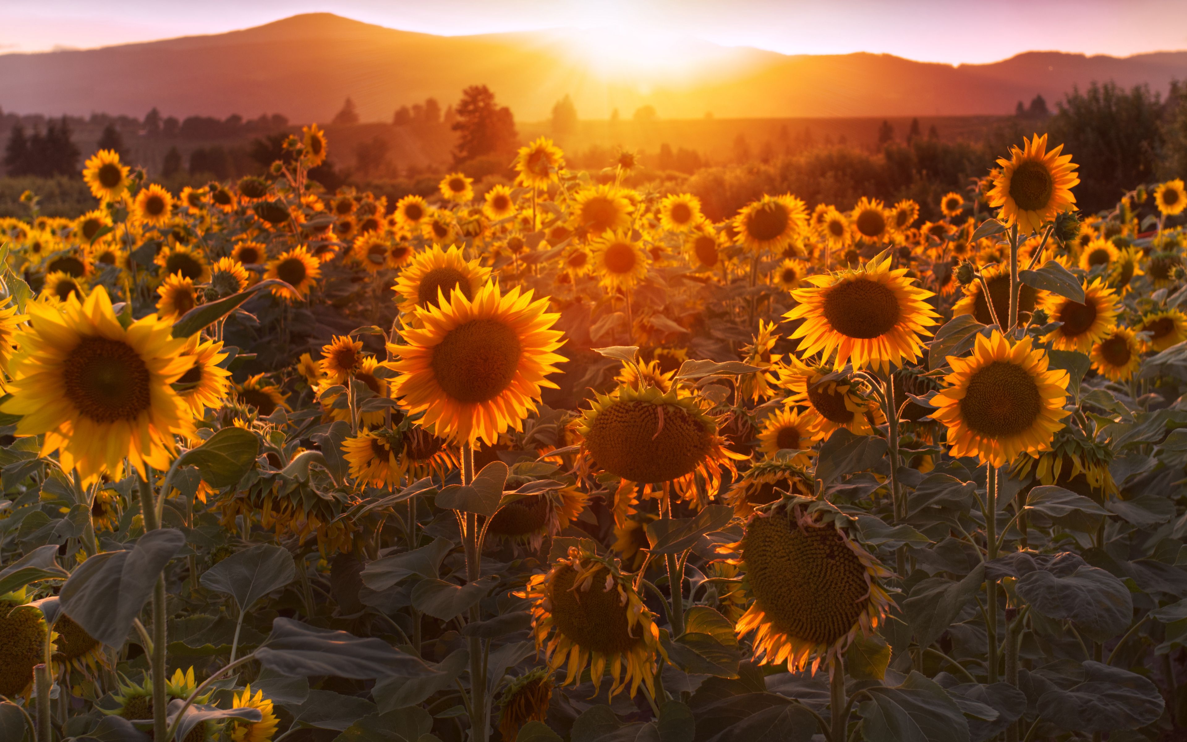 Wallpaper Sunflowers at sunset
