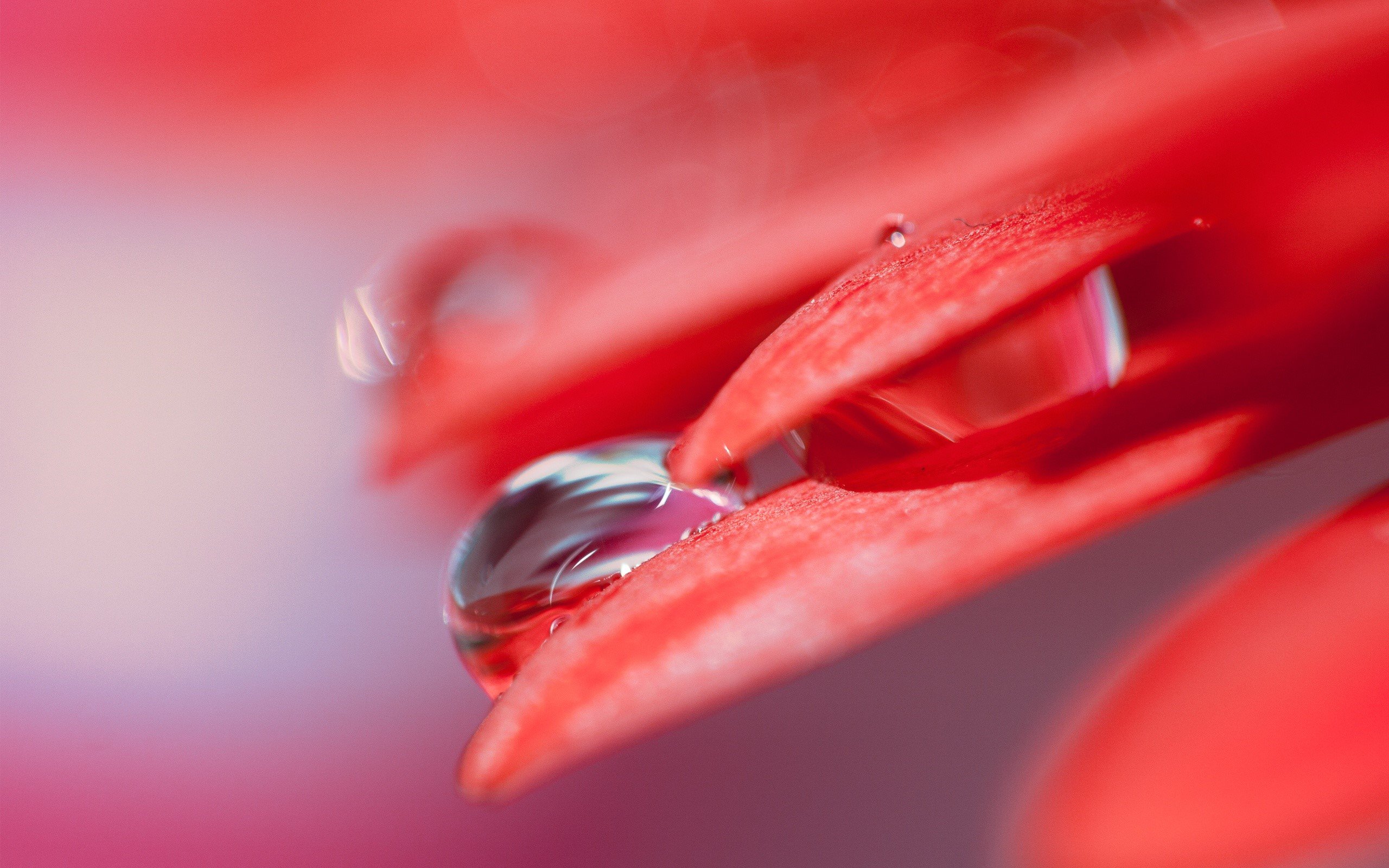 Wallpaper Drops of water on a flower