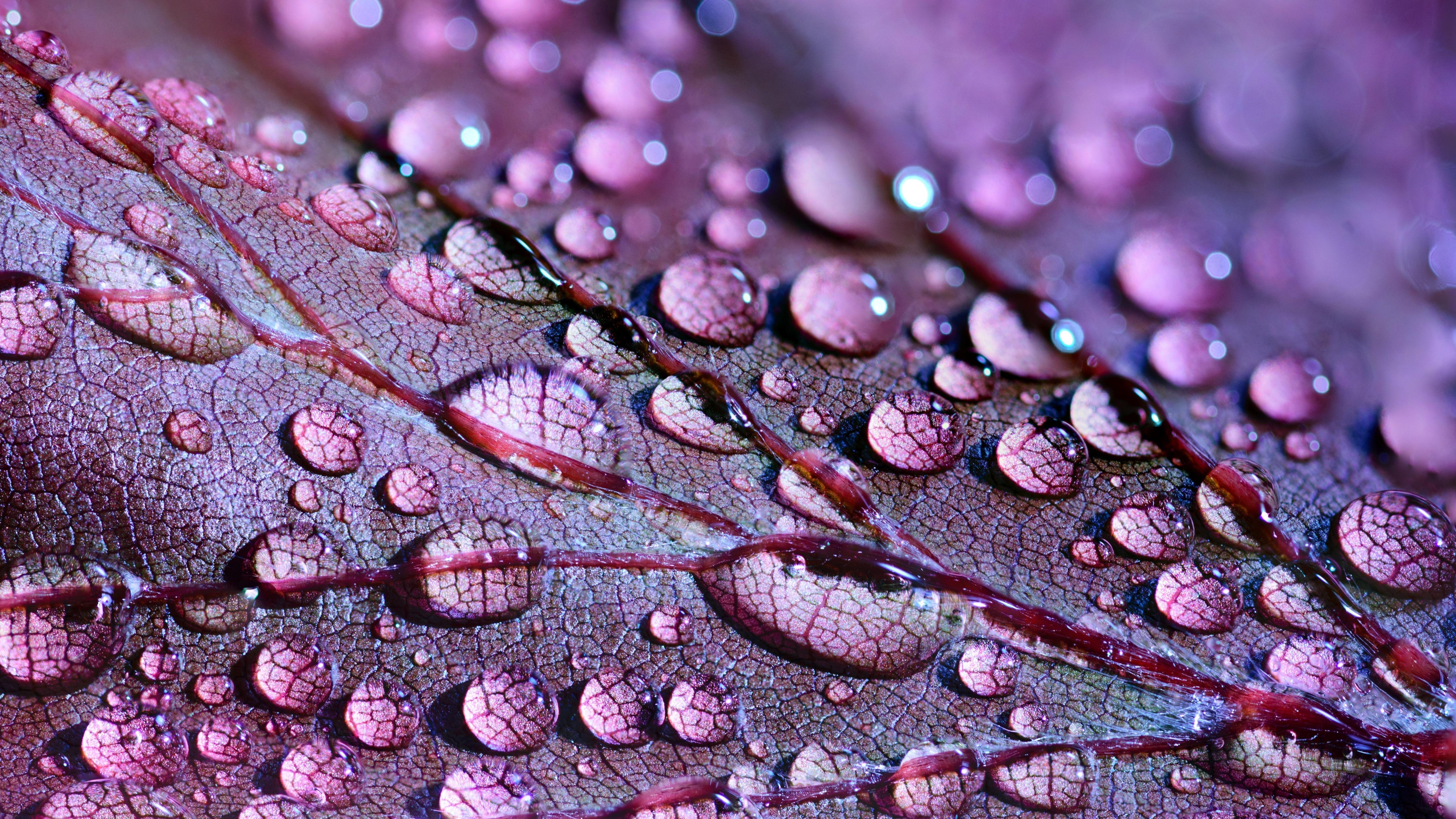Fondos de pantalla Gotas de agua sobre una hoja morada