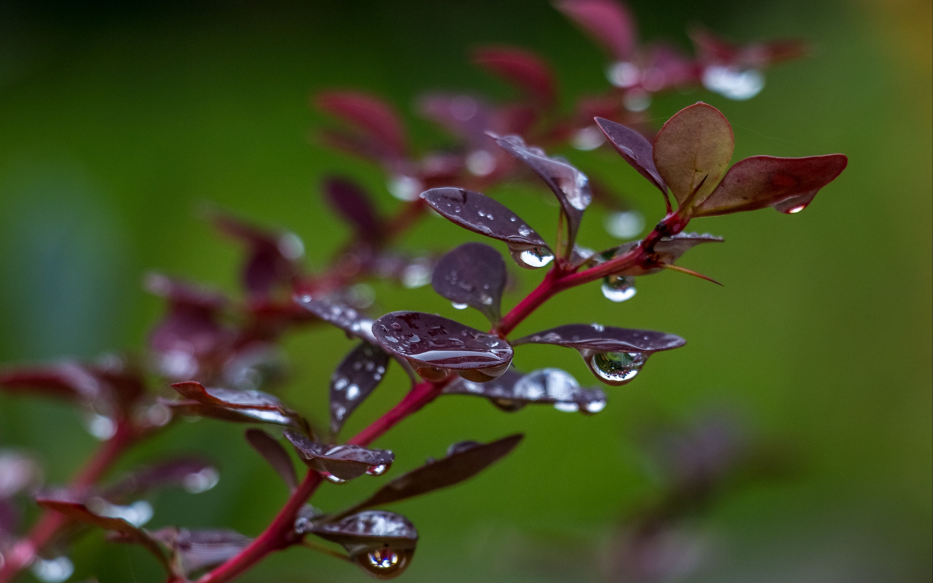 Wallpaper Drops of rain in barberry leaves