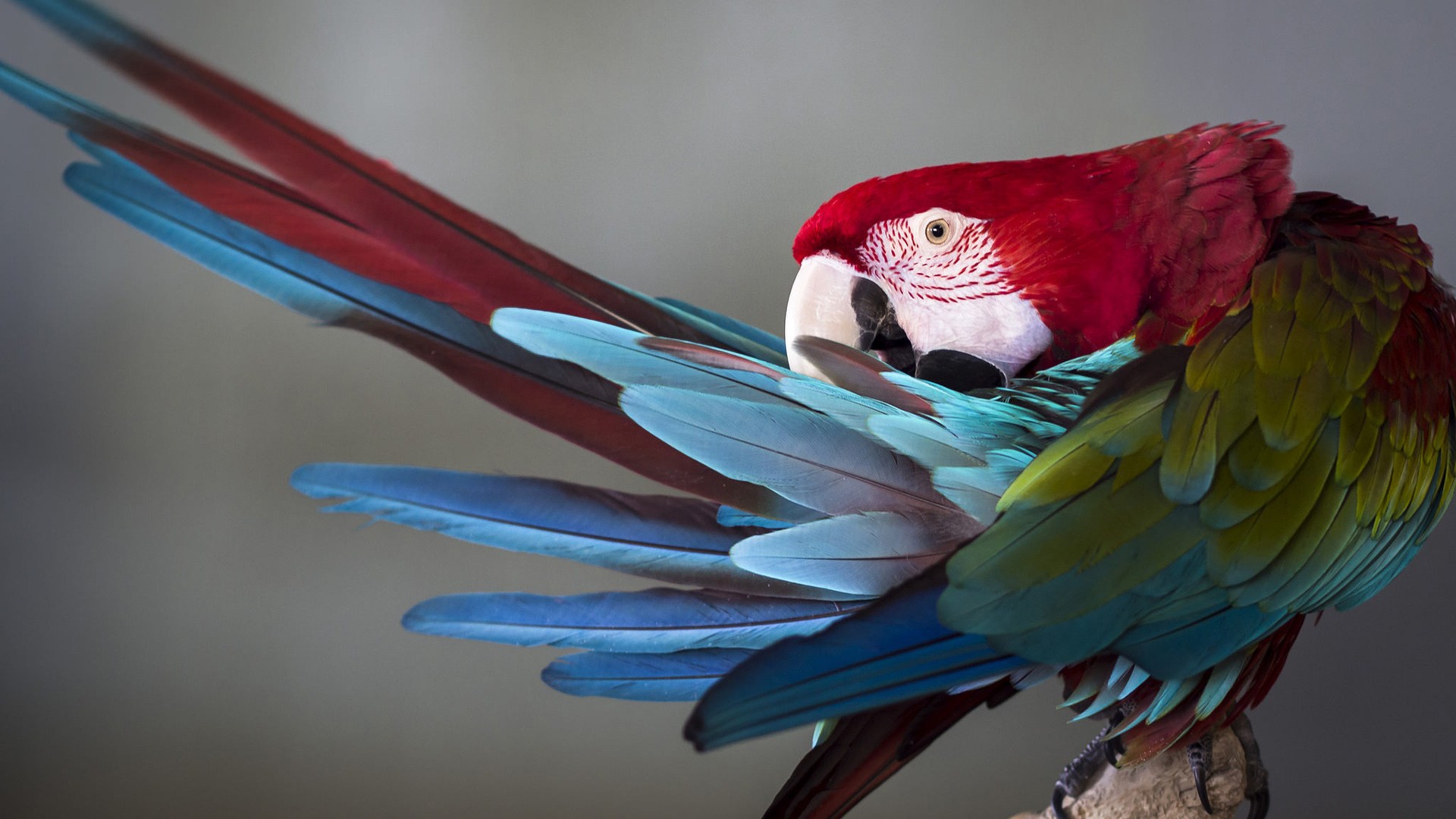 Fondos de pantalla Colorful macaw