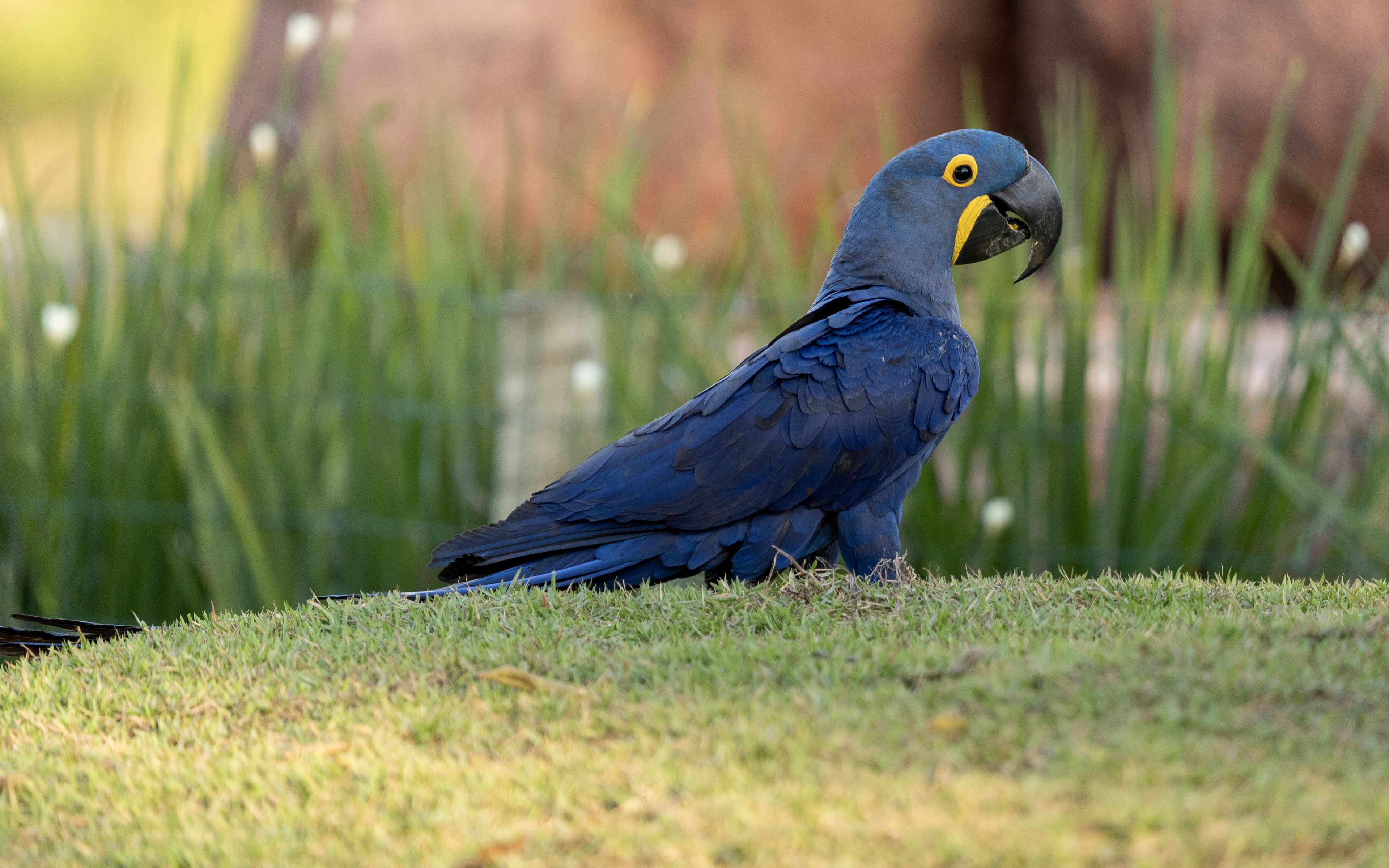 Wallpaper Macaw parrot