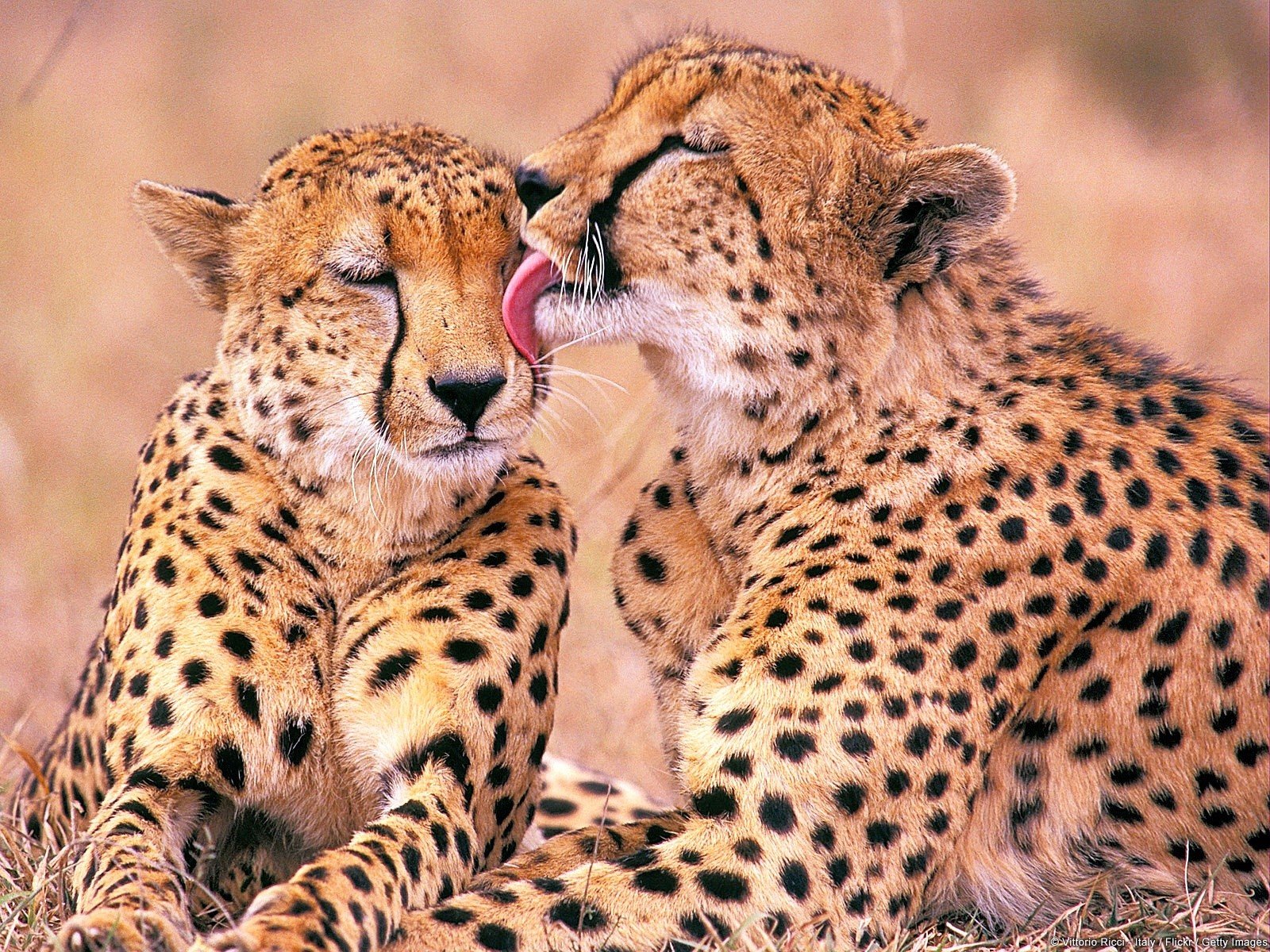 Wallpaper Cheetahs in South Africa