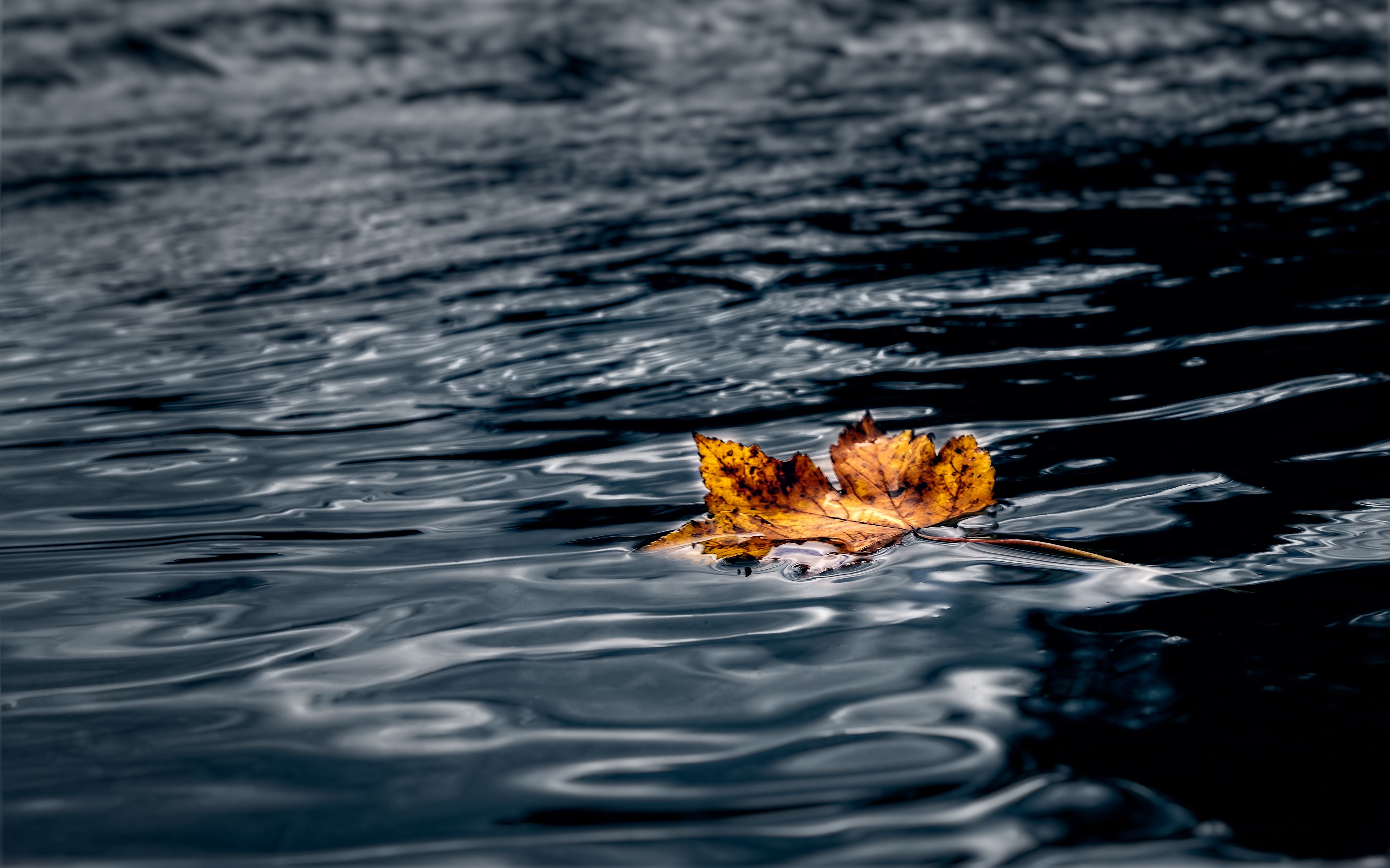 Wallpaper Maple leaf in the water