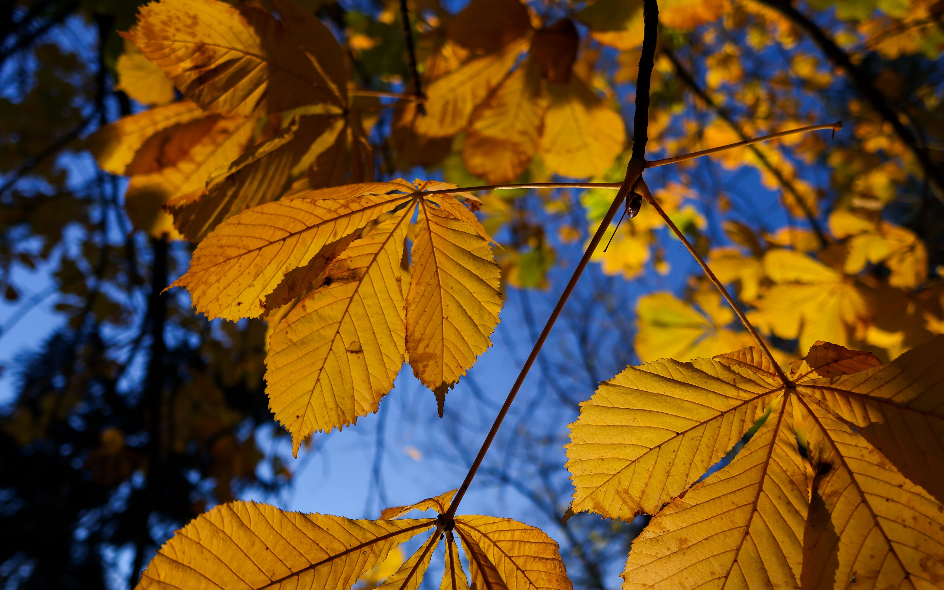 Wallpaper Tree leaves in autumn