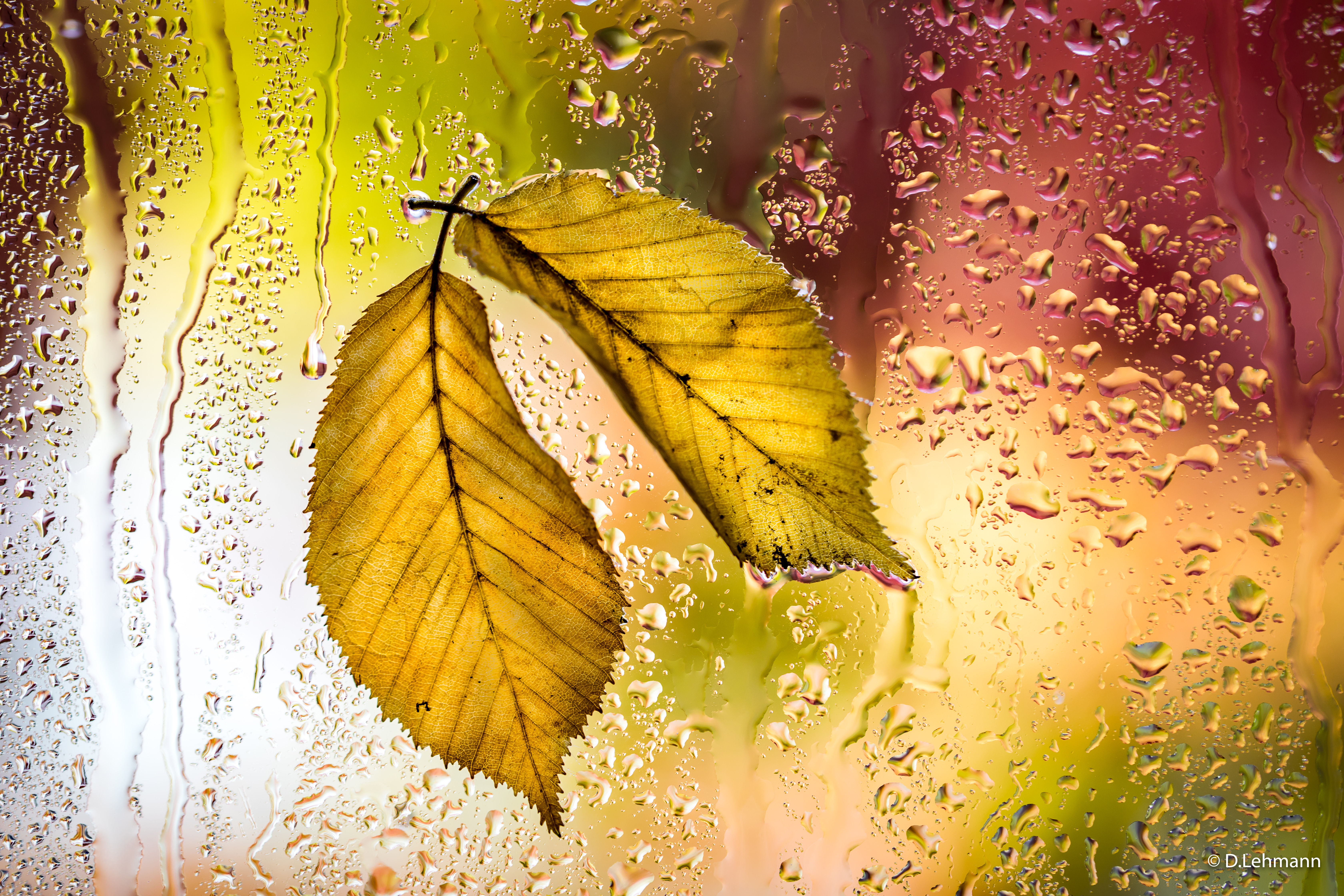 Fondos de pantalla Autumn leaves on rainy window