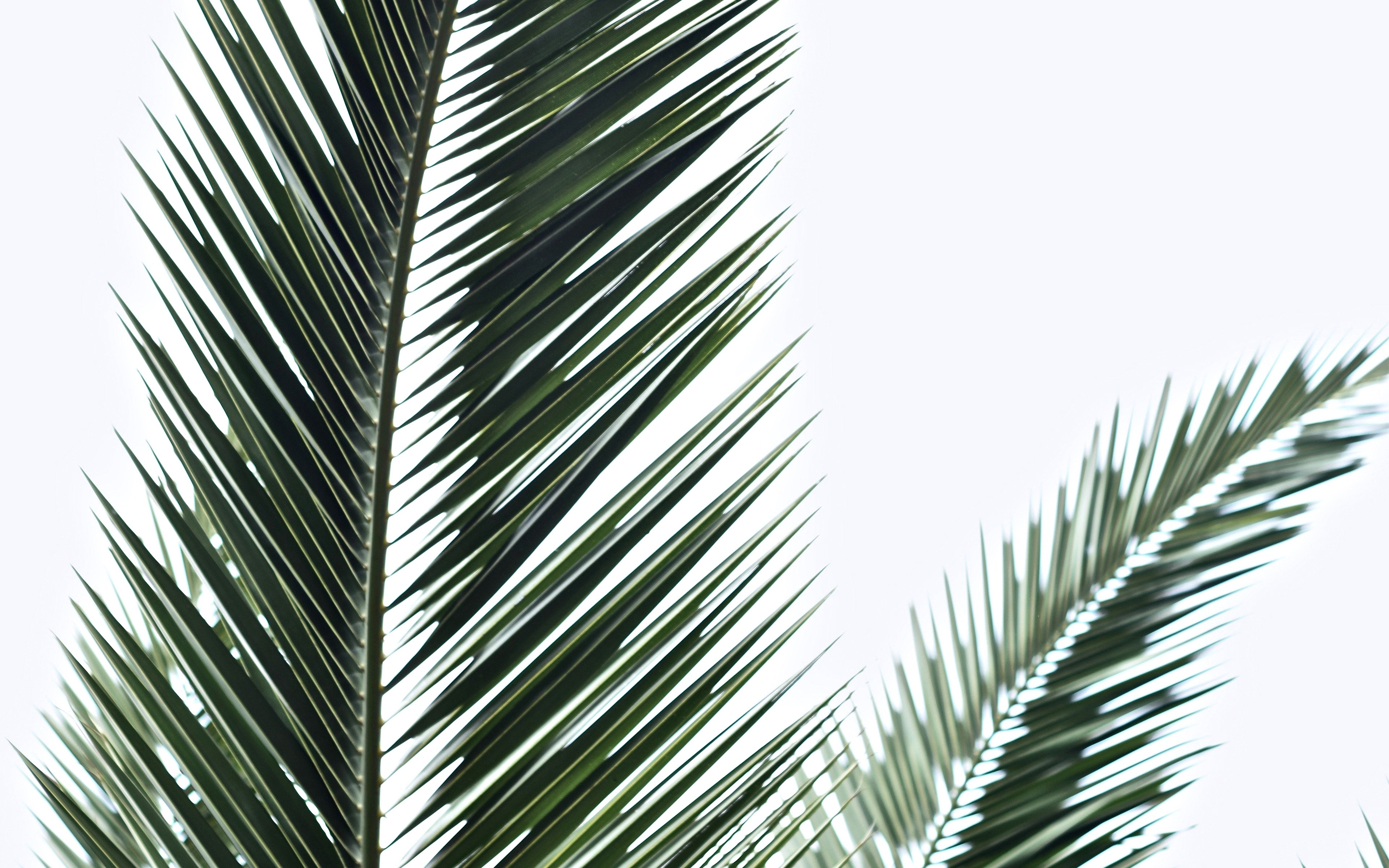 Fondos de pantalla Palm leaves