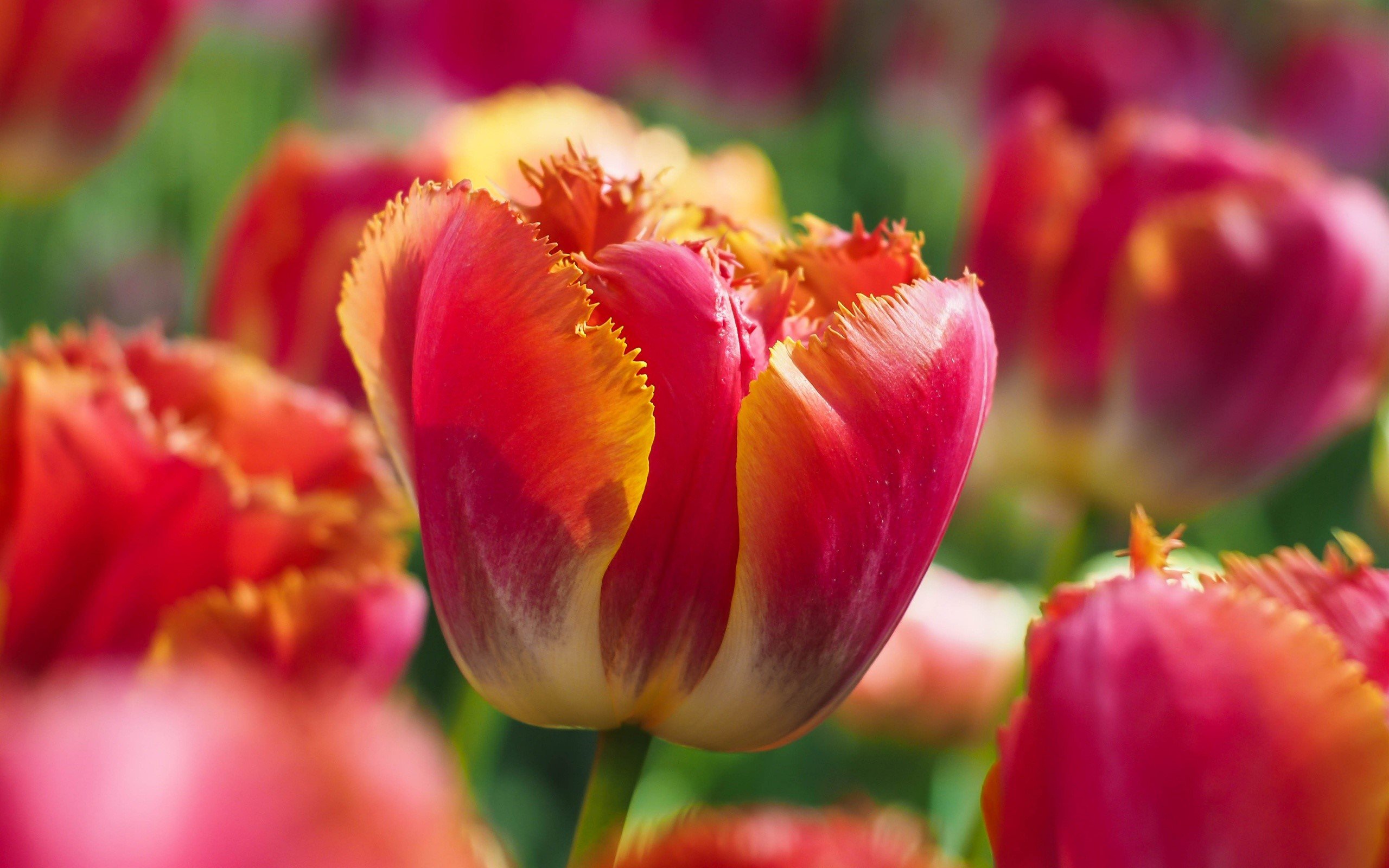 Fondos de pantalla Jardín de tulipanes