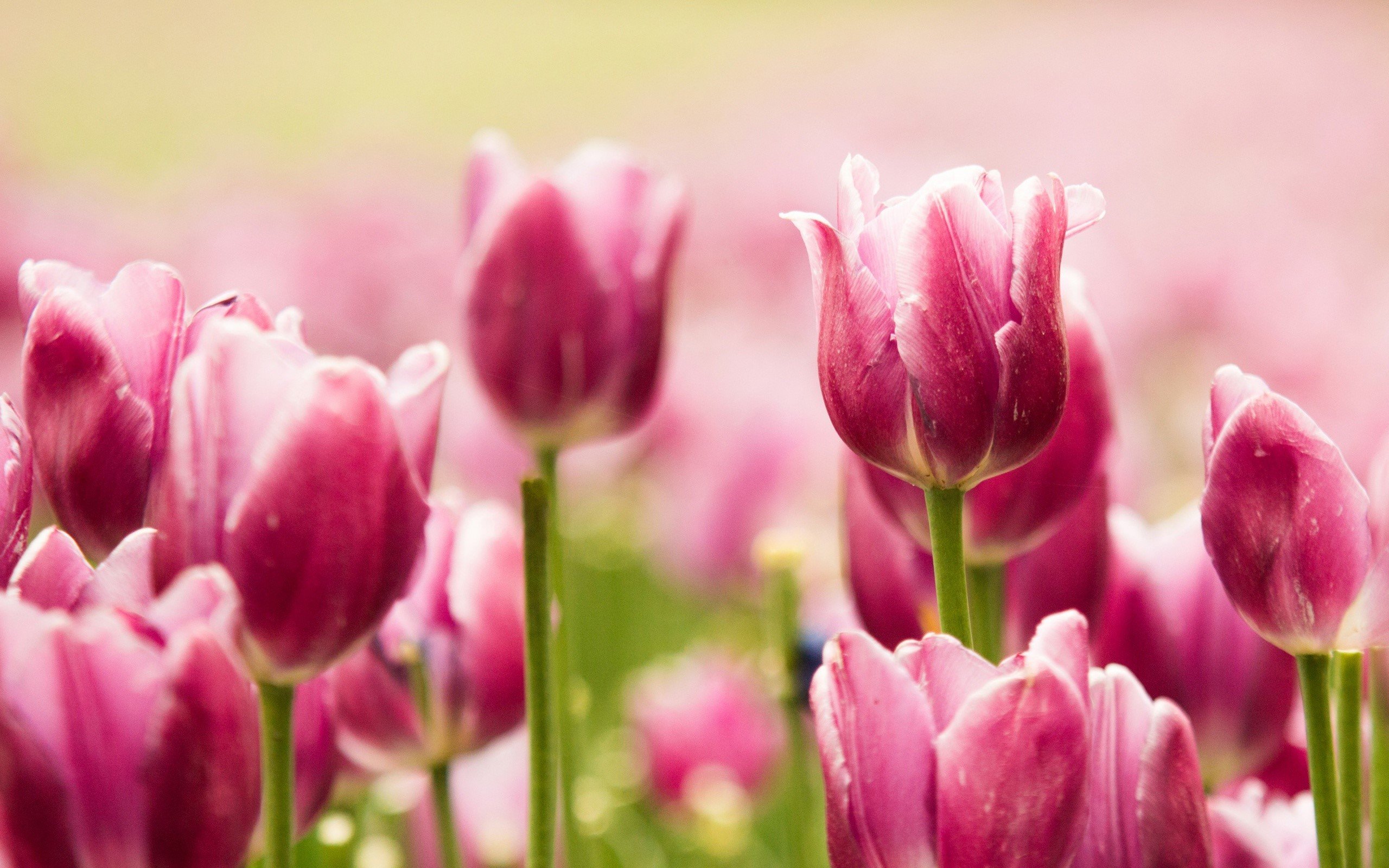 Wallpaper Garden of pink tulips