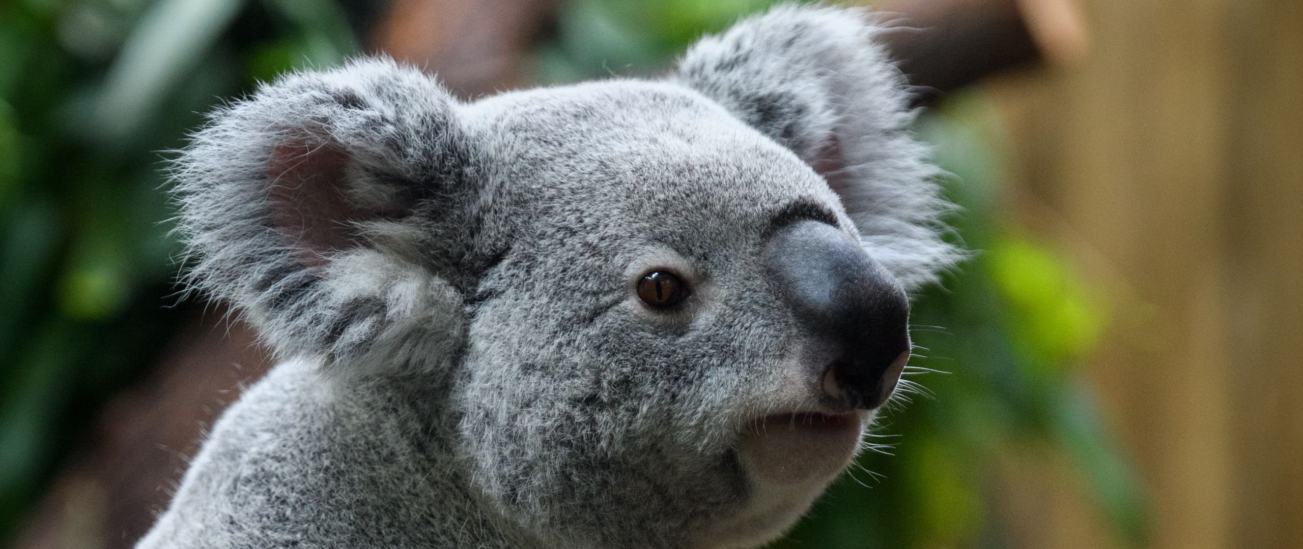 Fondos de pantalla Koala