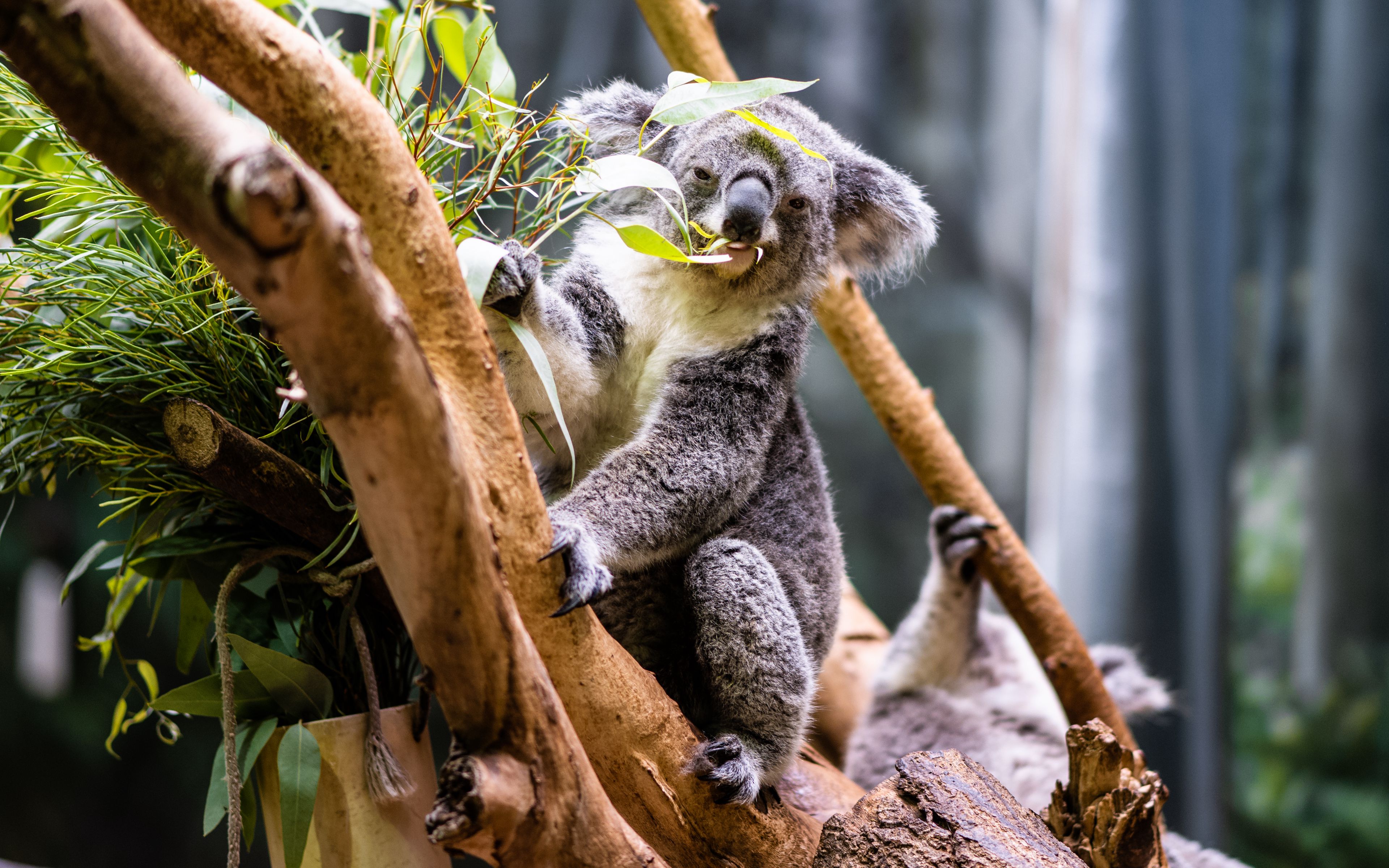 Fondos de pantalla Koala comiendo hojas