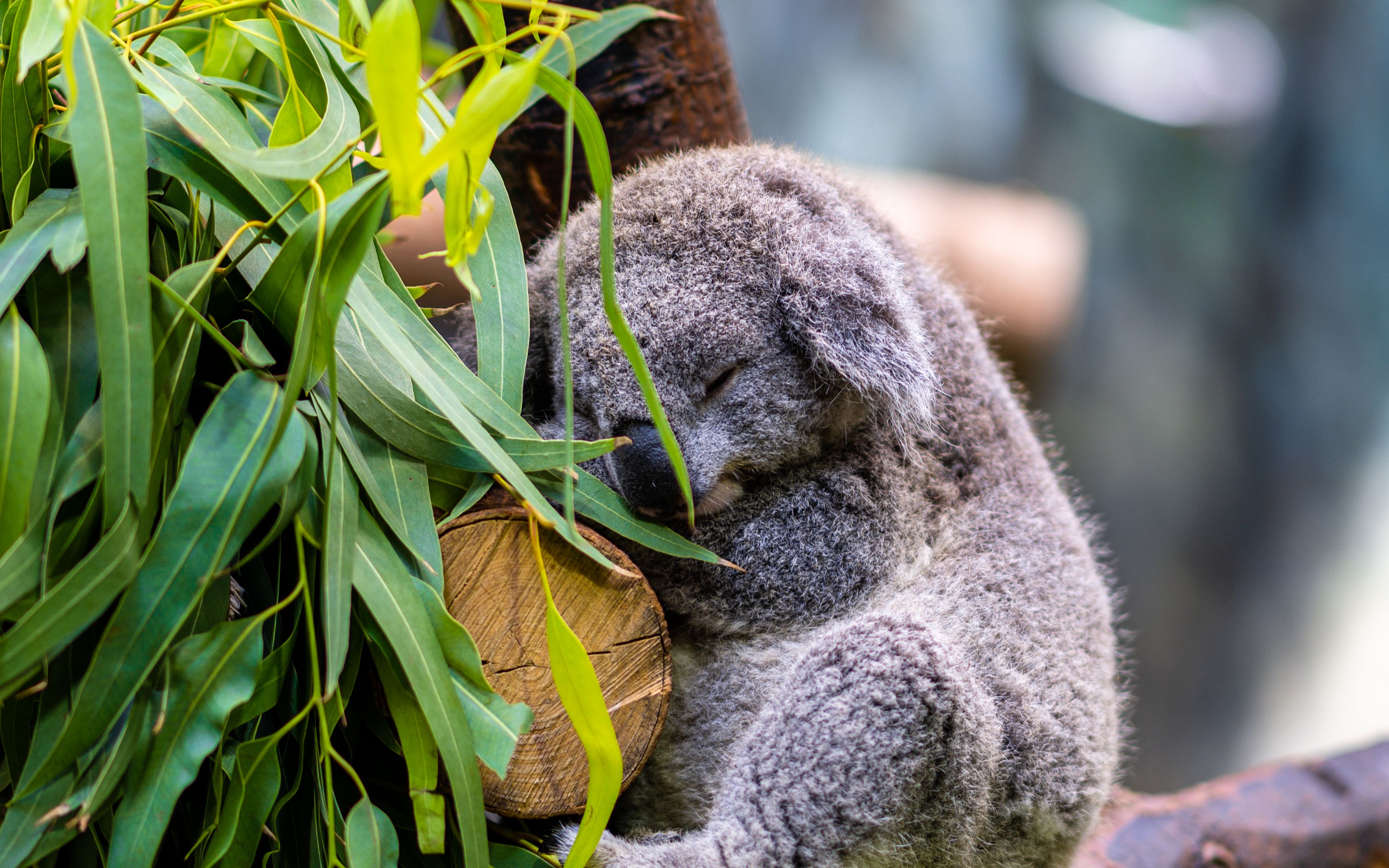 Fondos de pantalla Koala durmiendo