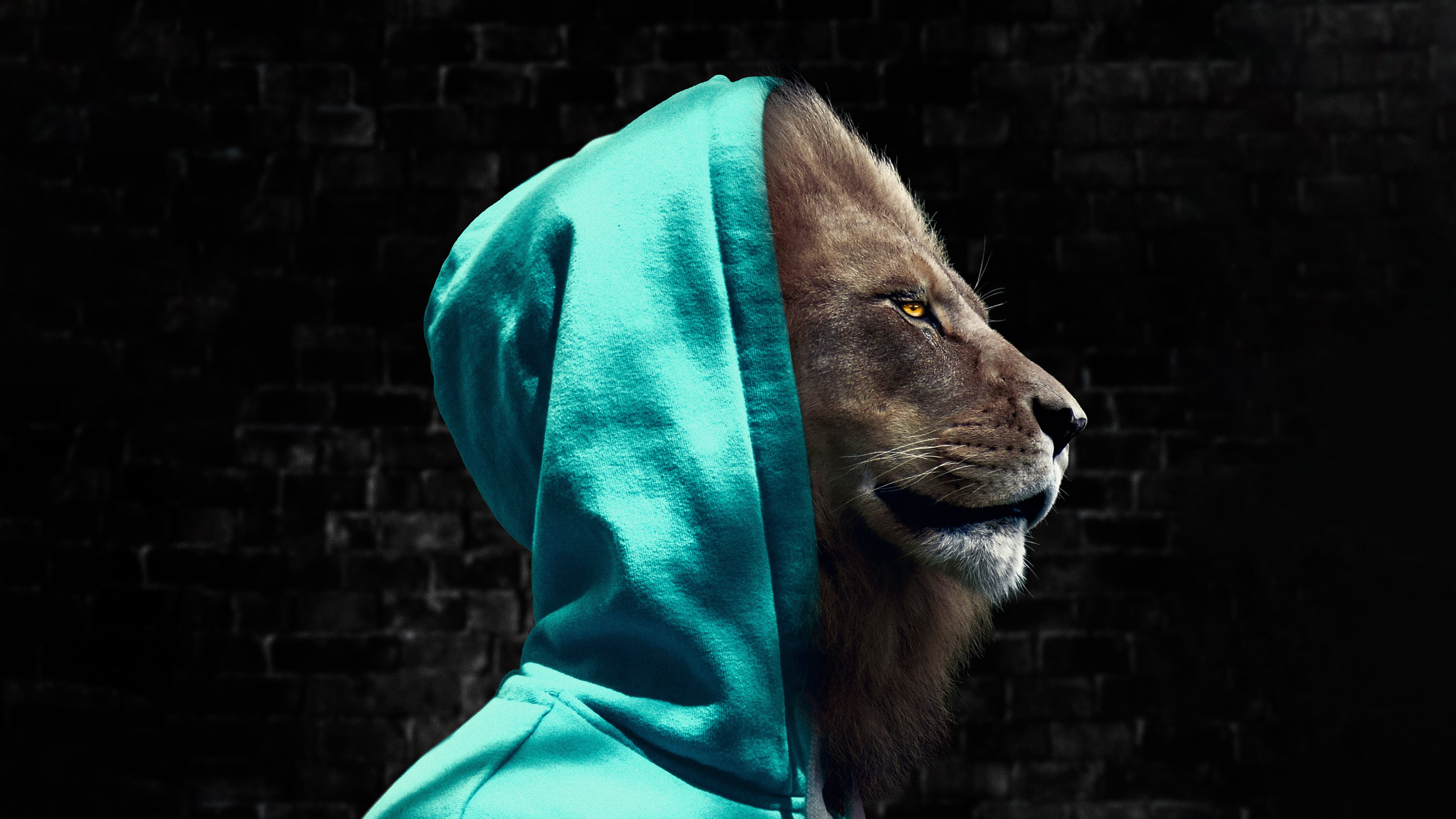 Wallpaper Lion with hoodie