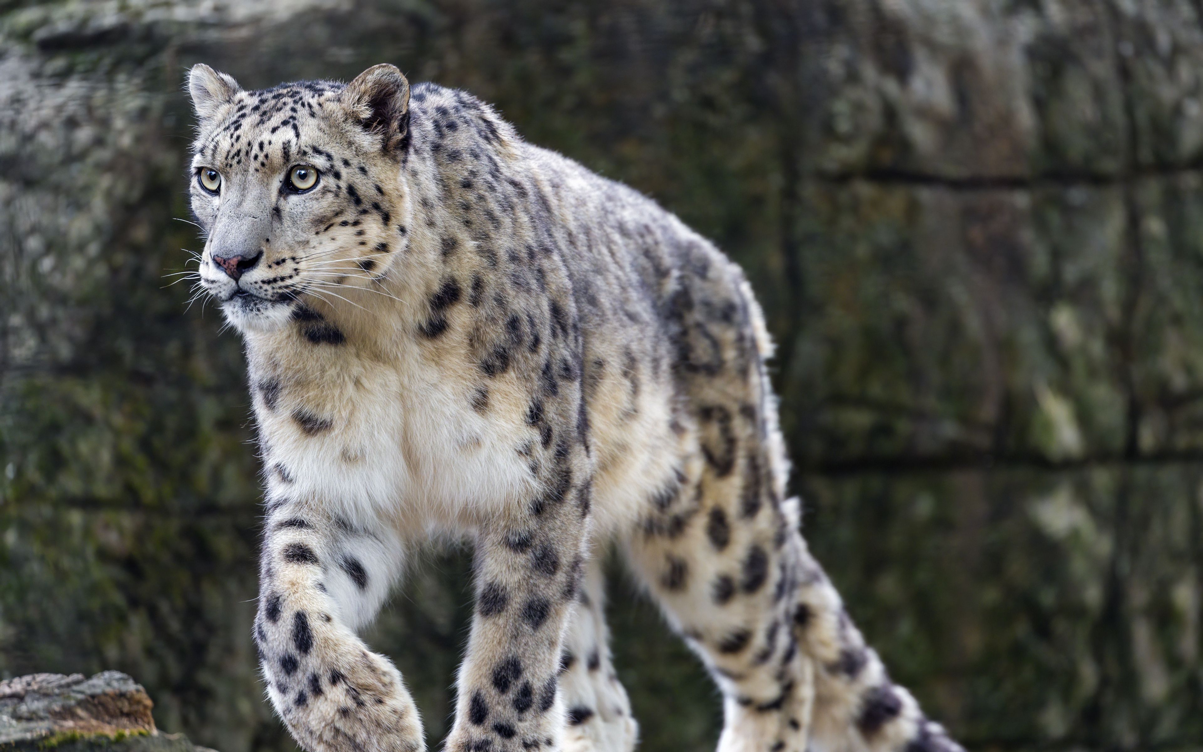 Fondos de pantalla Leopardo de las nieves