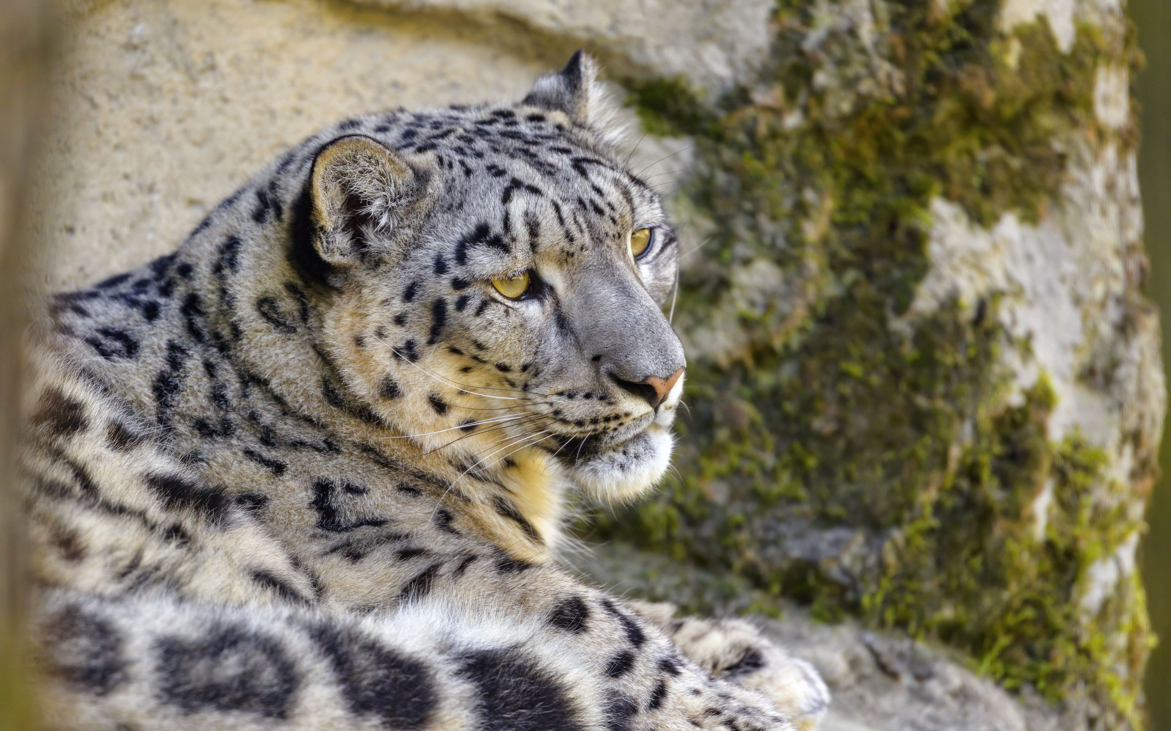 Wallpaper Snow leopard