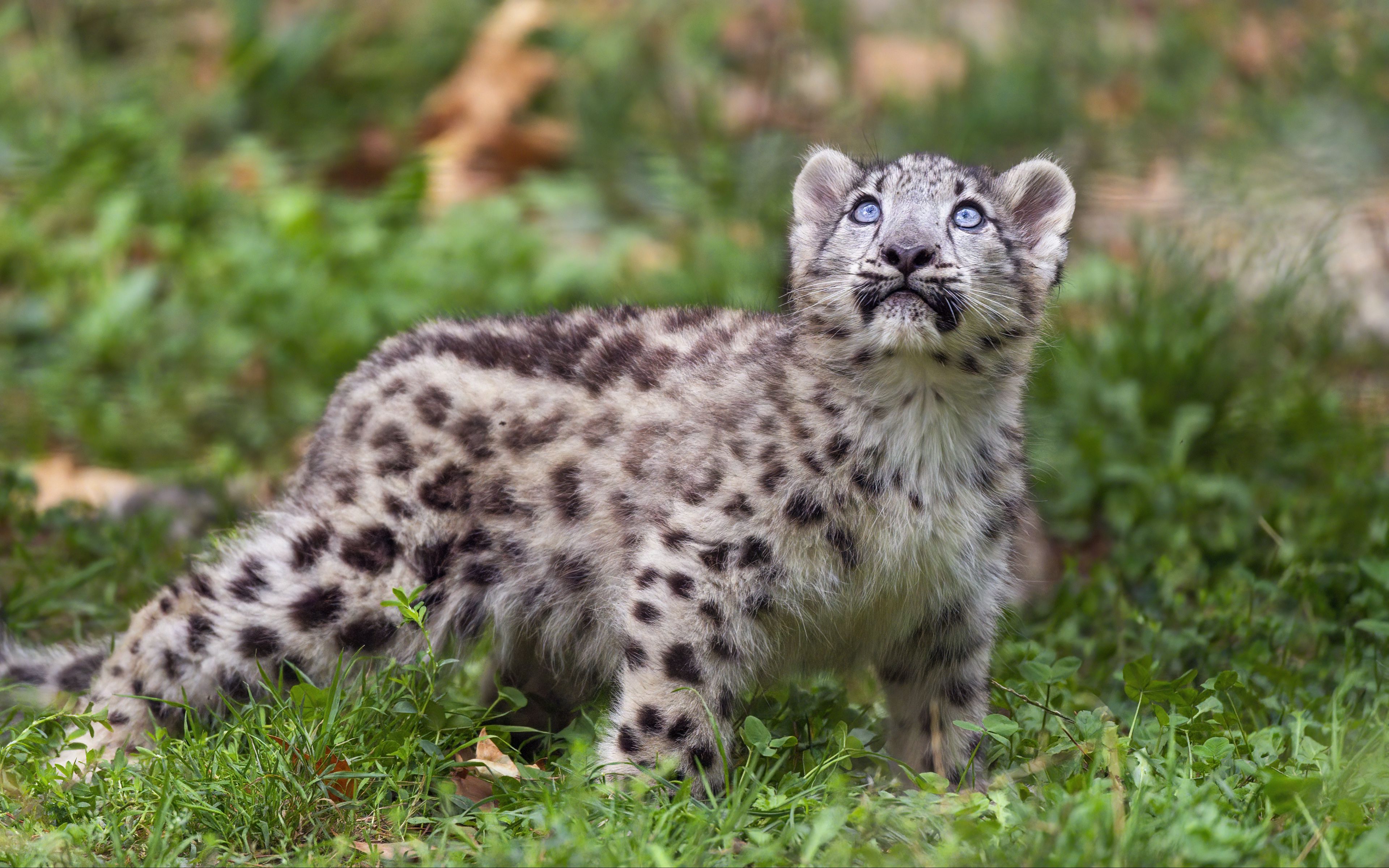 Wallpaper Snow Leopard Kitten
