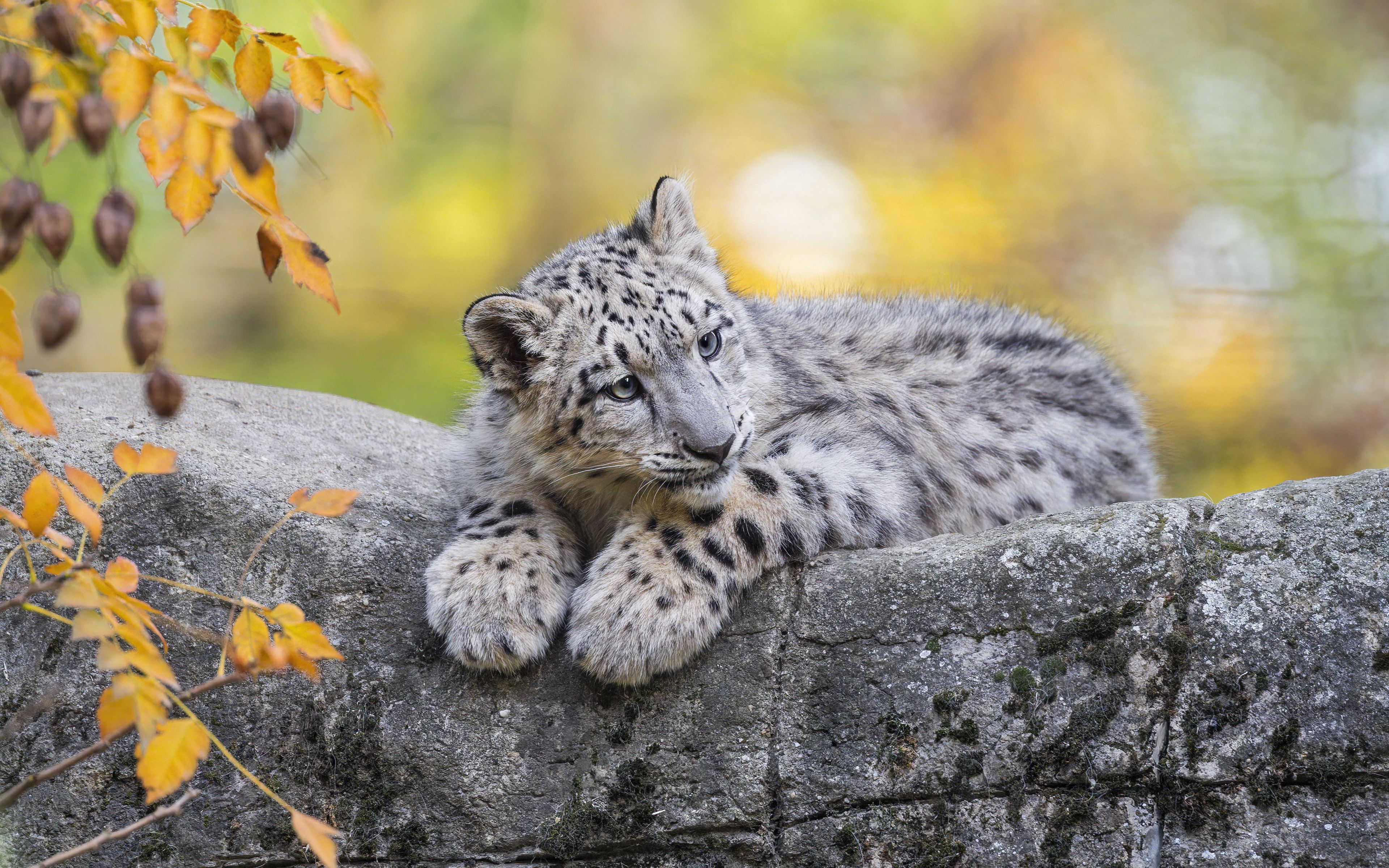 Wallpaper Snow Leopard laying down