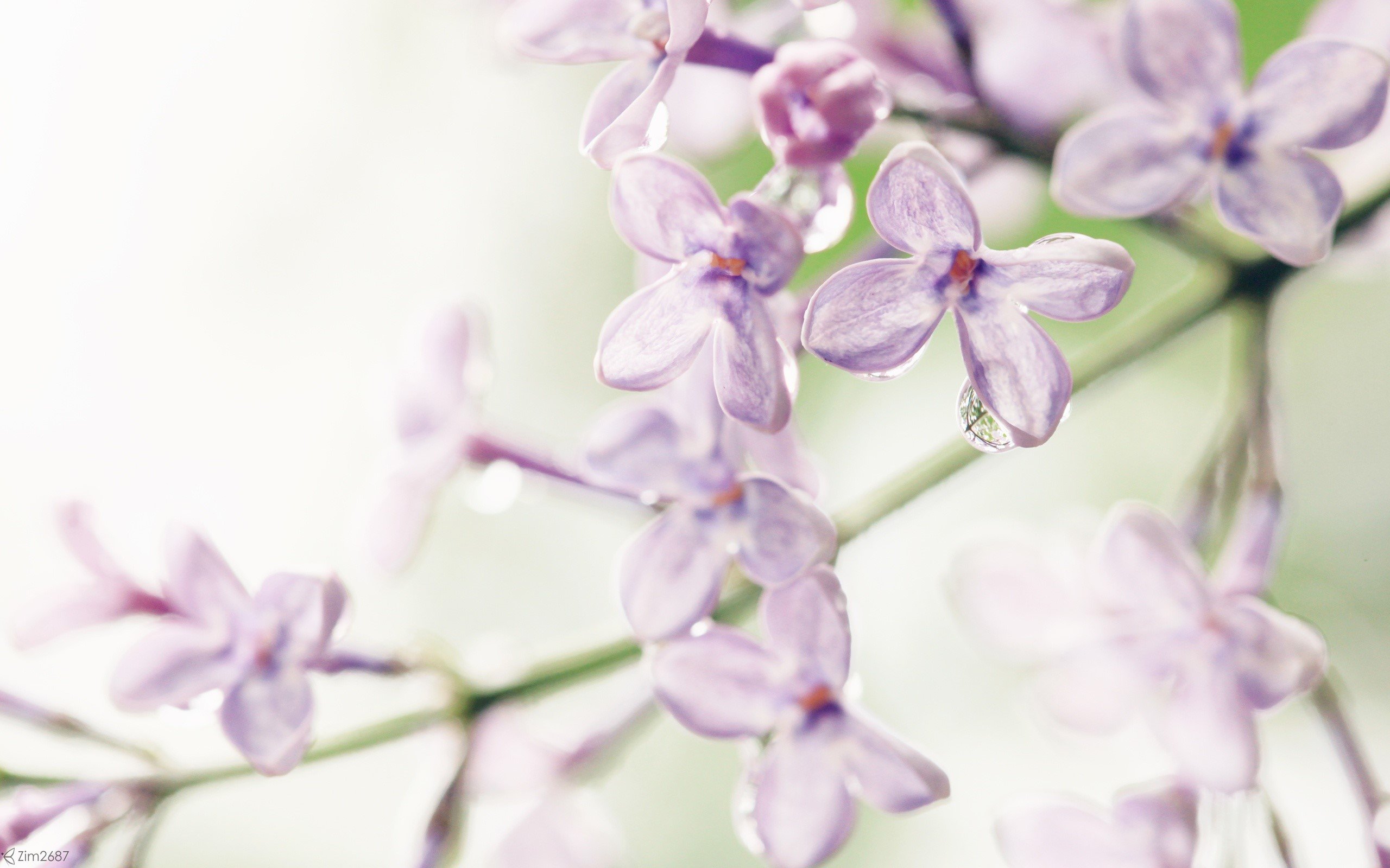 Wallpaper Lilacs