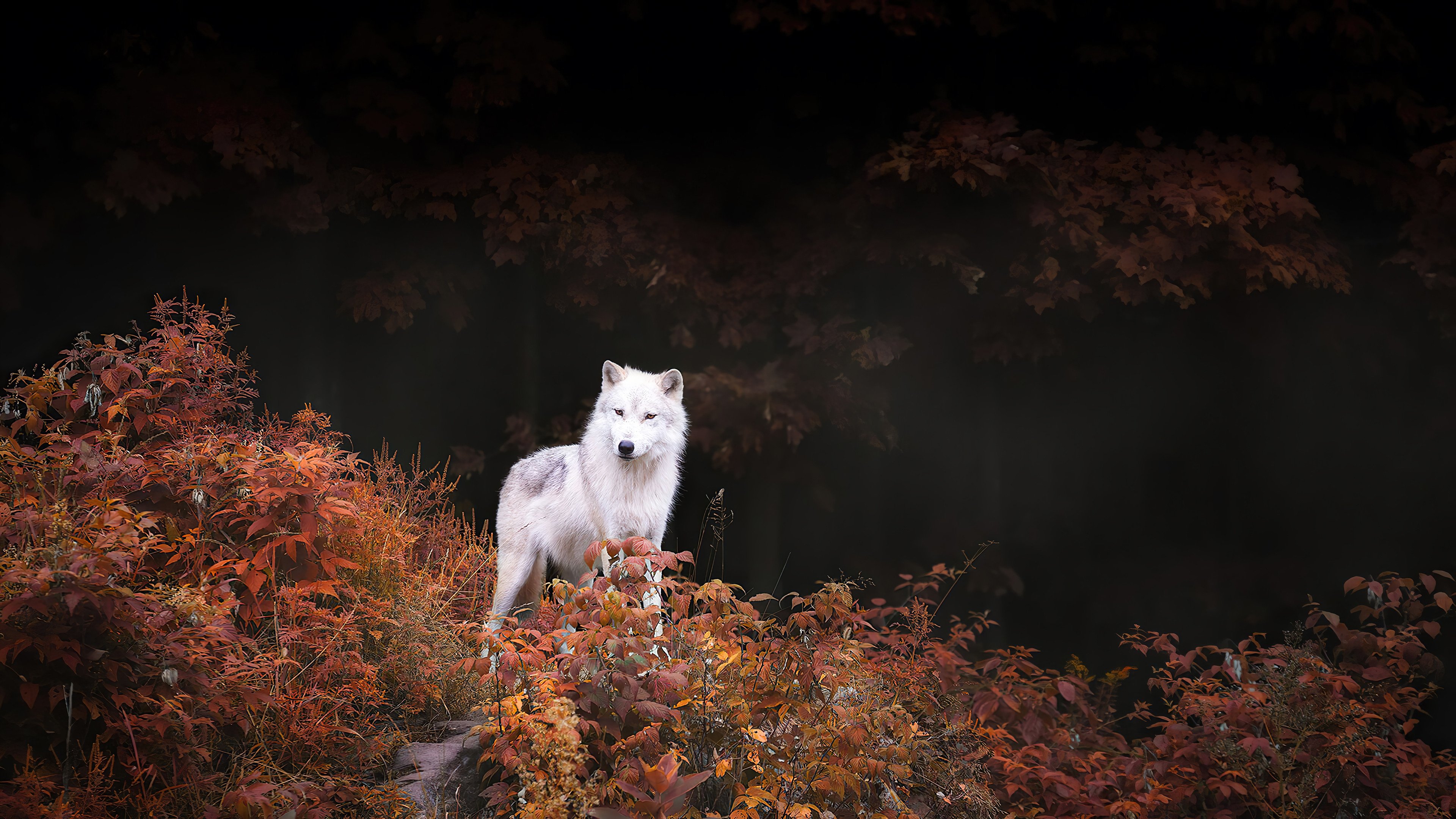Wallpaper White wolf