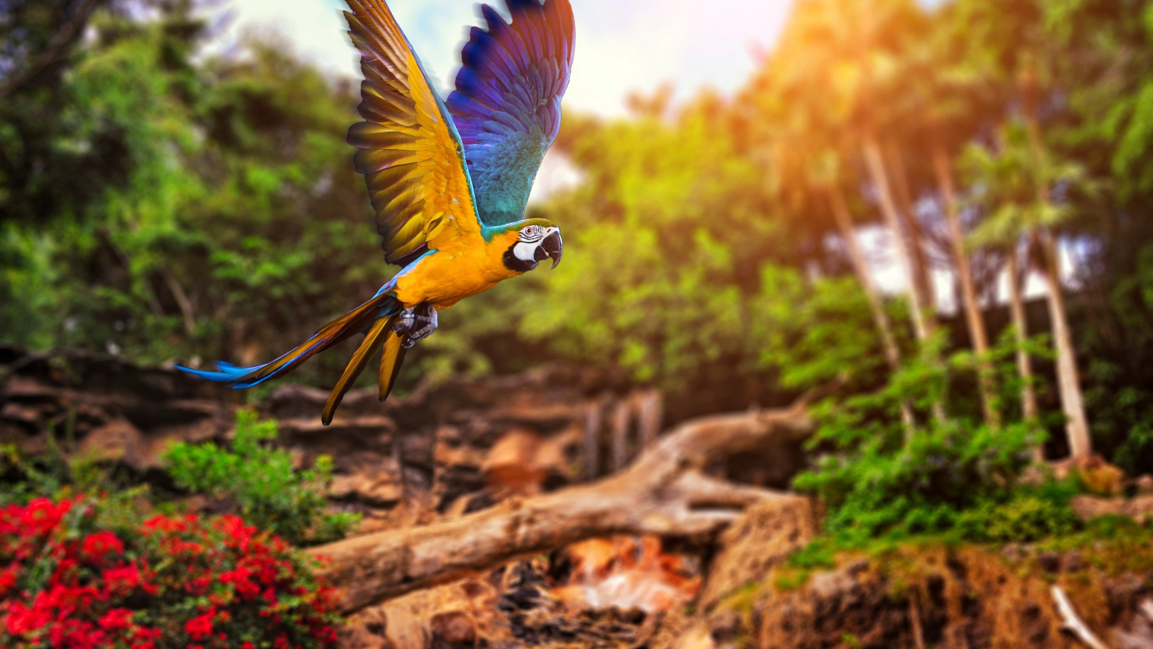 Wallpaper Parrot in the forest at sunrise