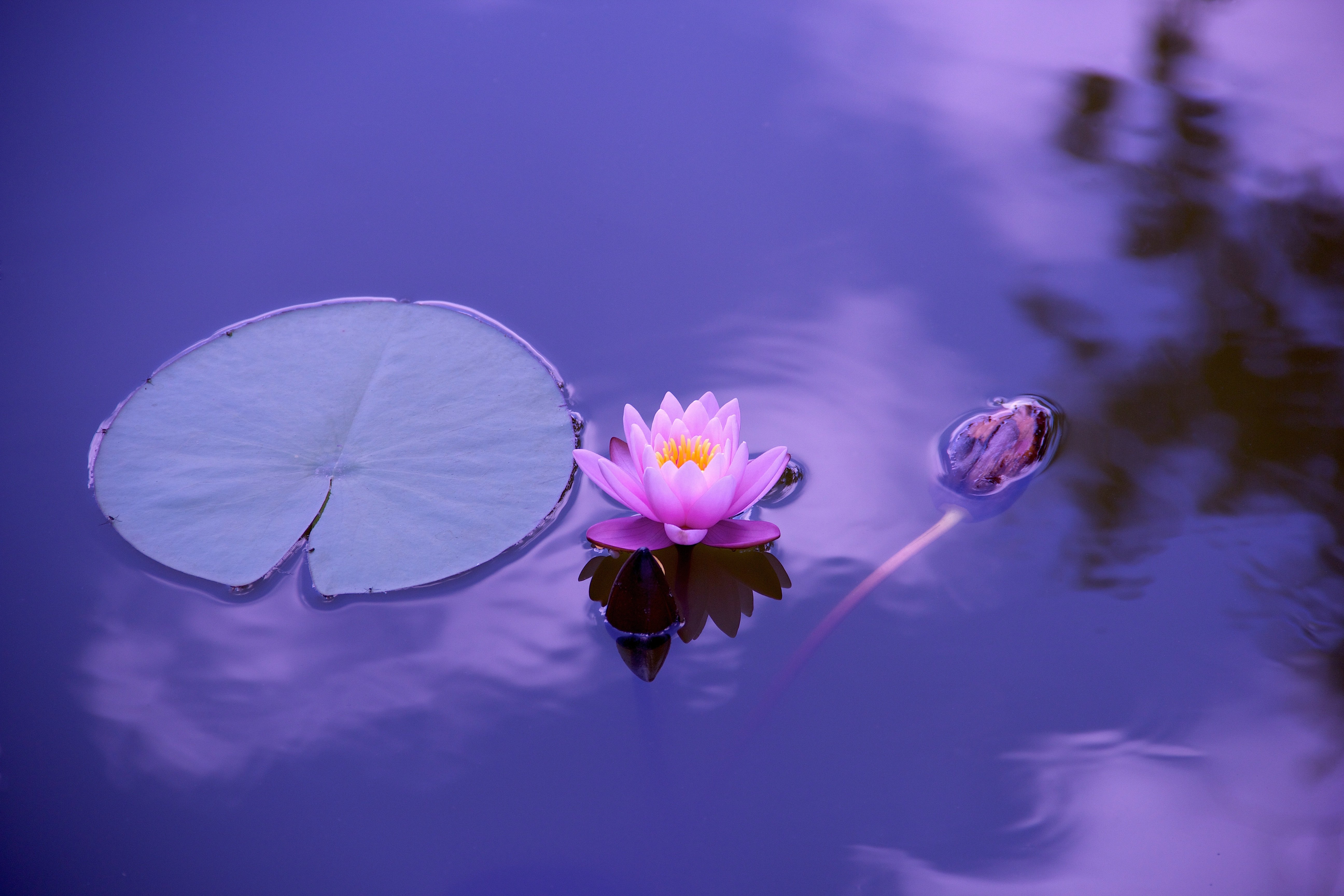 Wallpaper Lotus flower in water