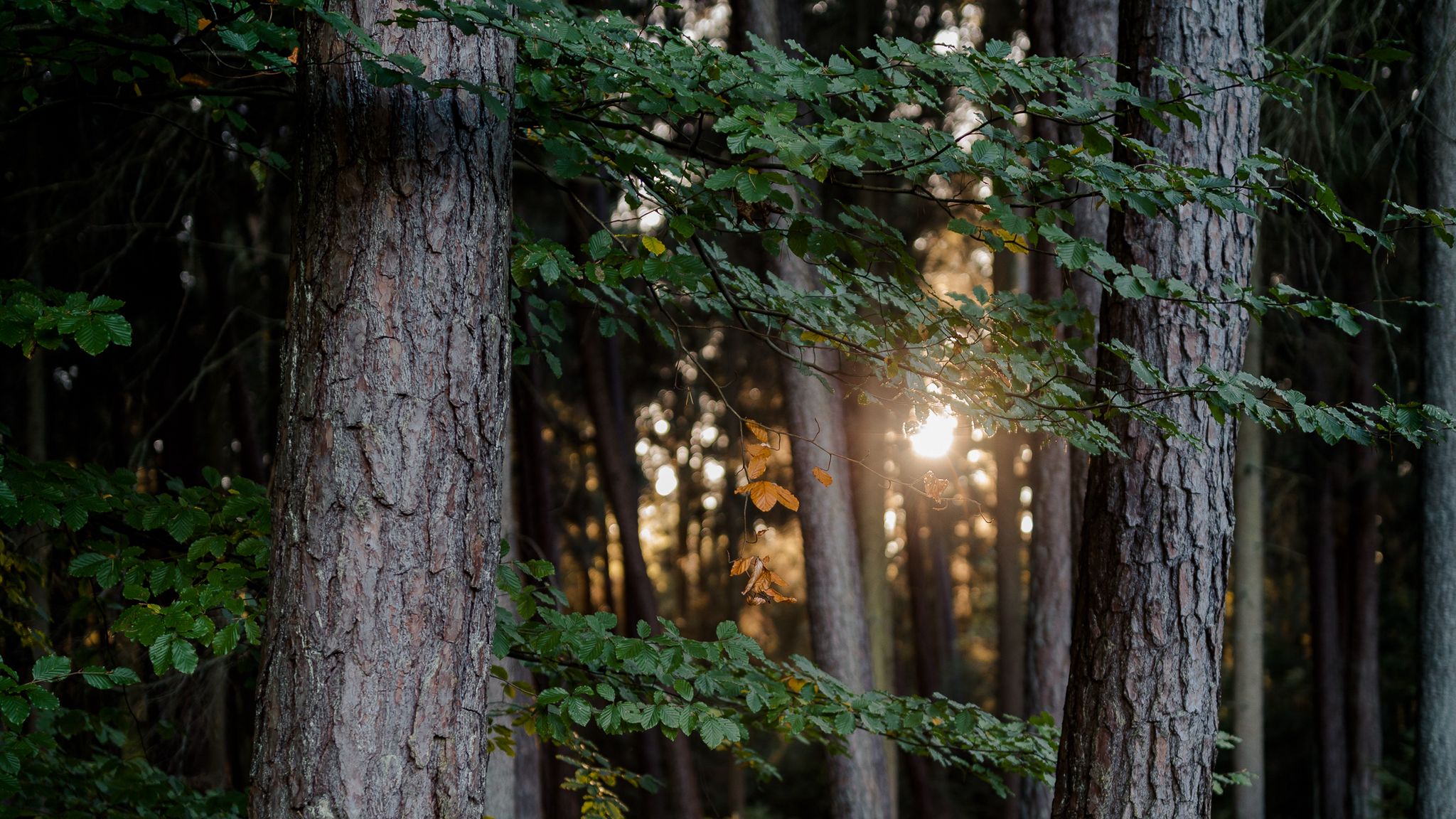 Fondos de pantalla Luz del sol entre arboles del bosque