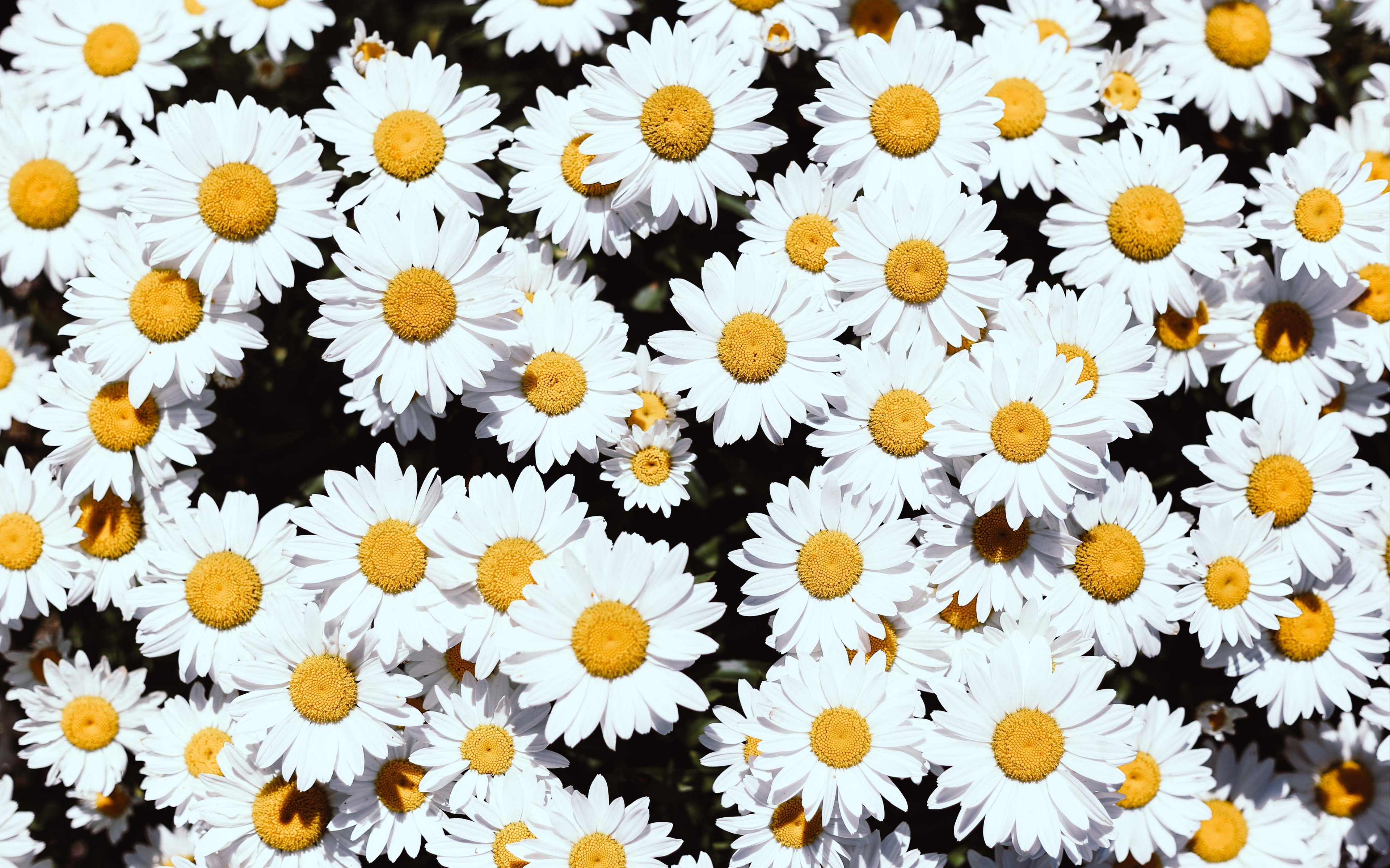Wallpaper Chamomille flowers