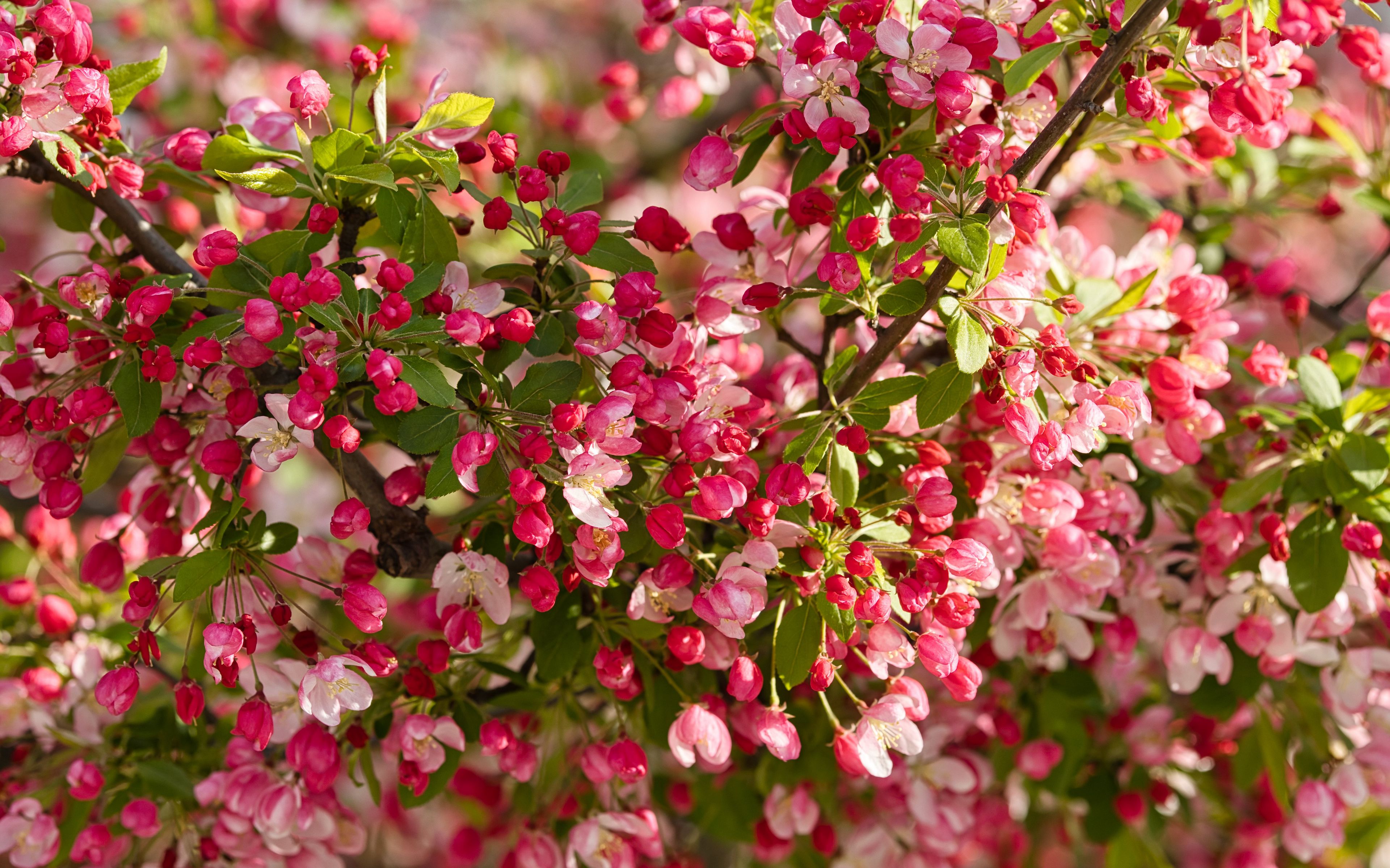Wallpaper Apple tree flowers