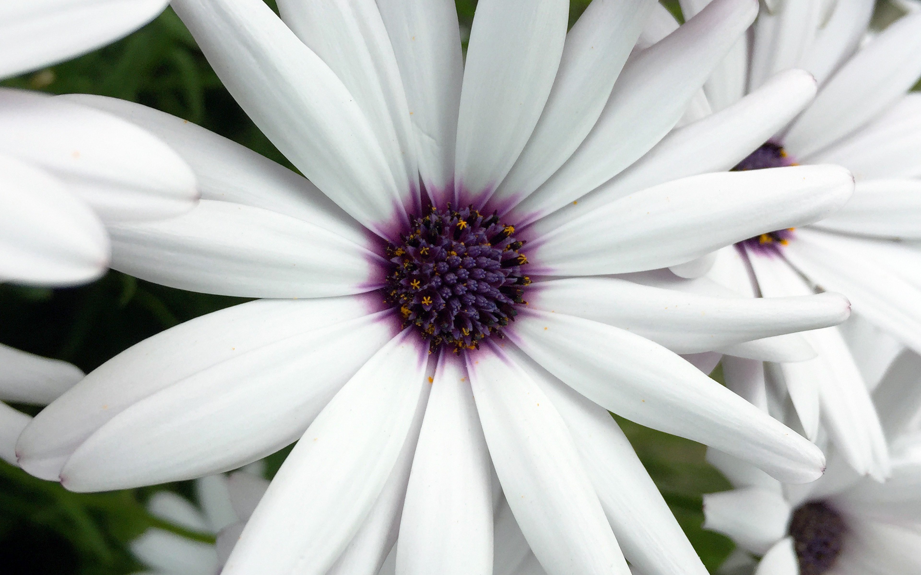 Wallpaper White daisies with purple