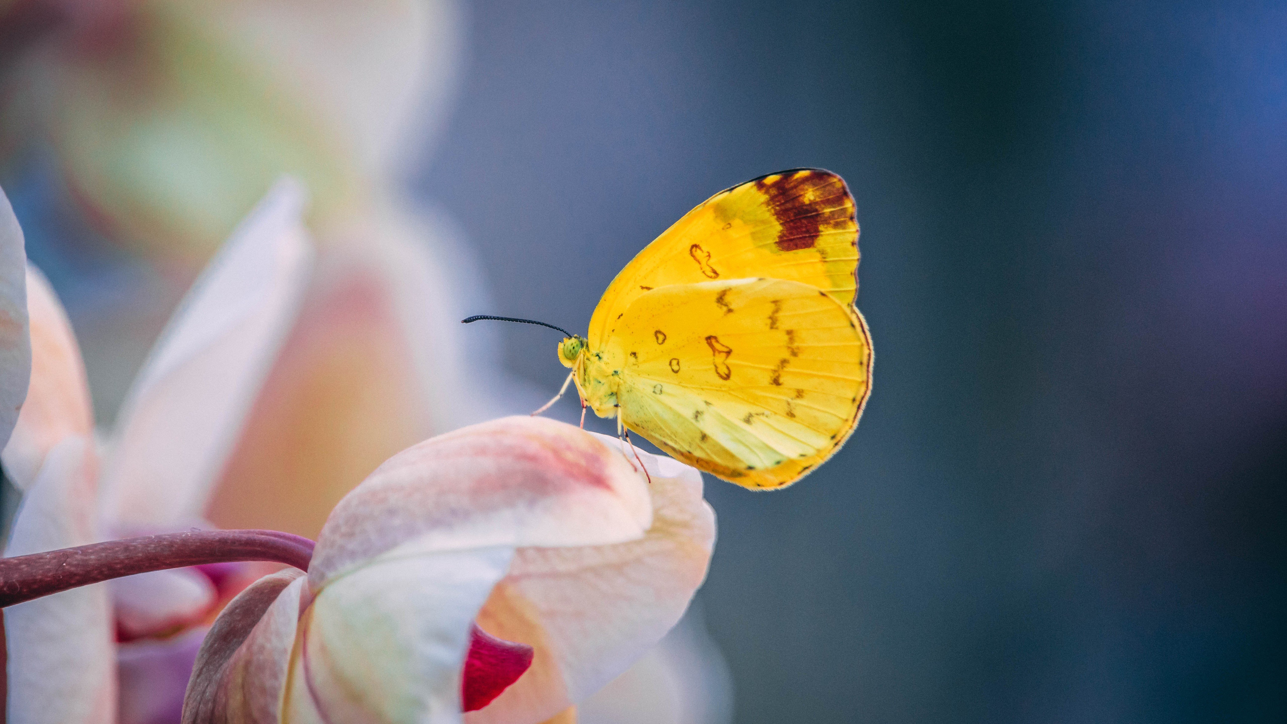 Fondos de pantalla Mariposa amarilla sobre pétalo de flor