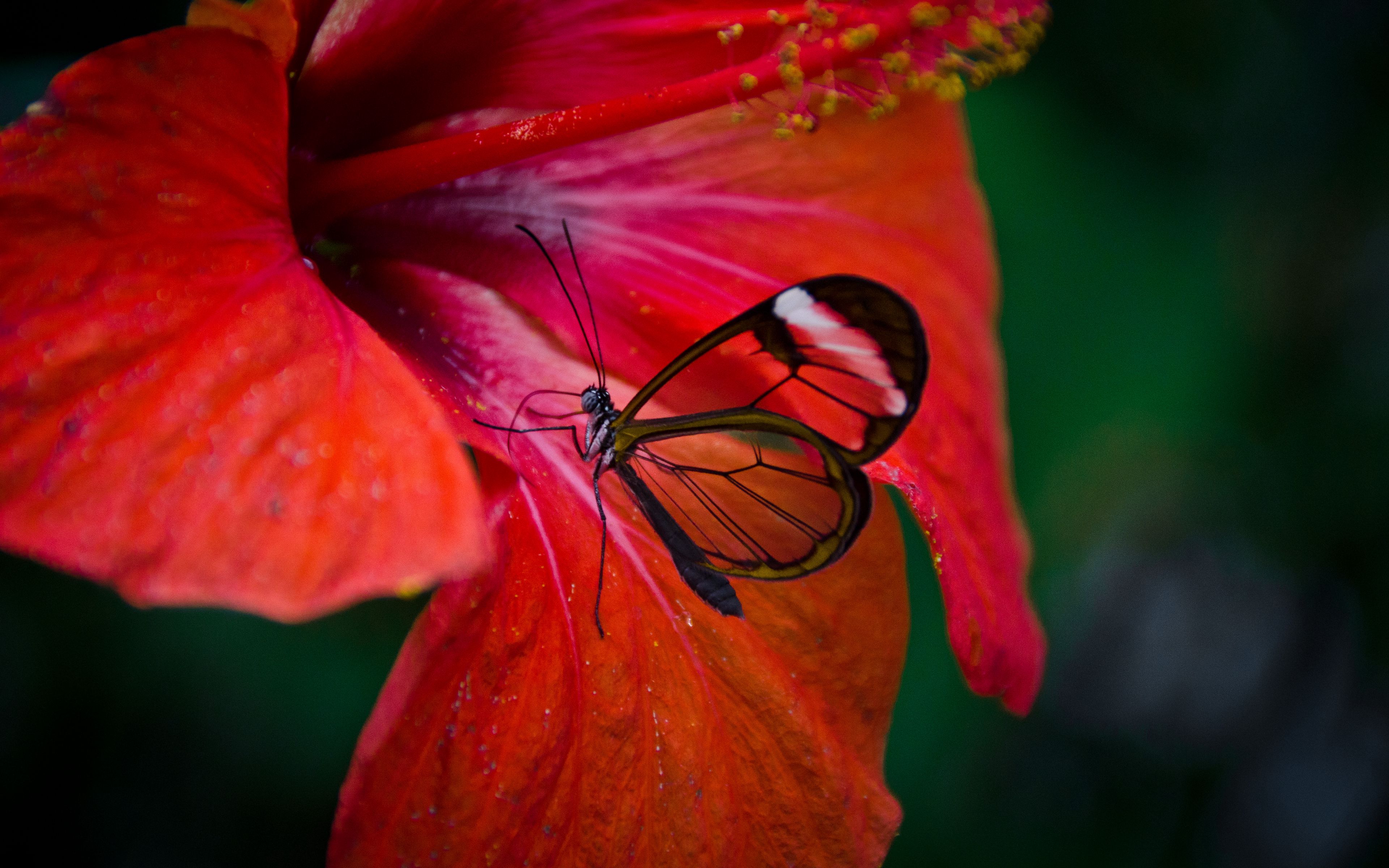 Fondos de pantalla Mariposa en flor roja