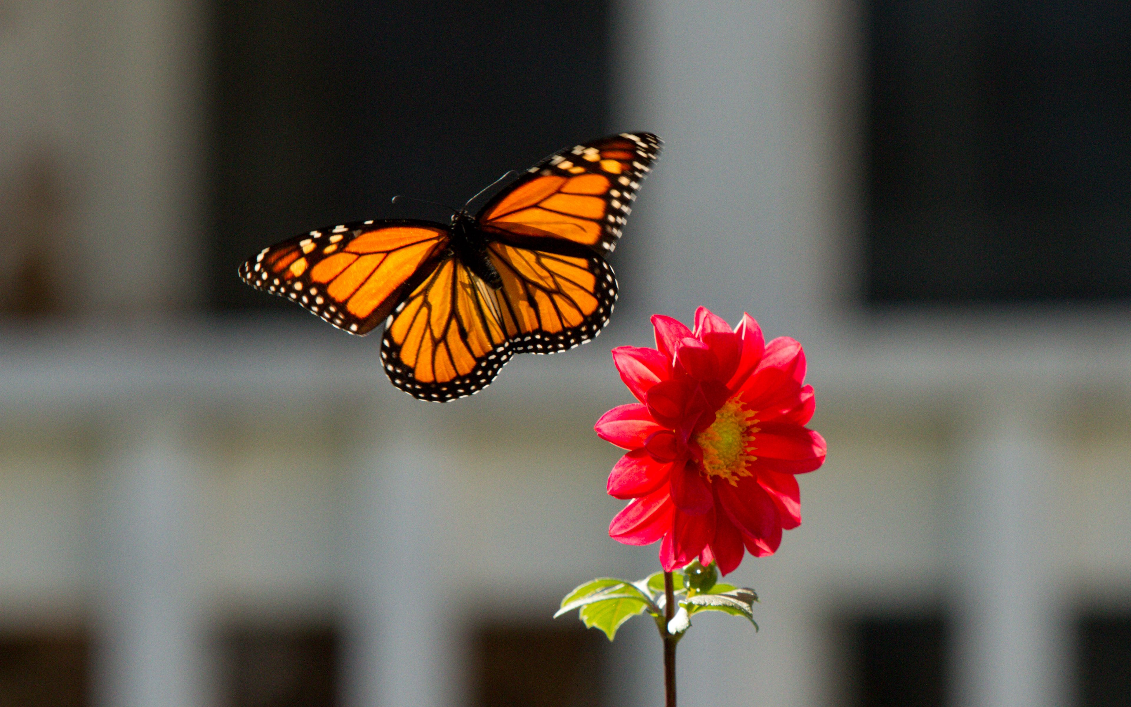 Fondos de pantalla Mariposa monarca con flor
