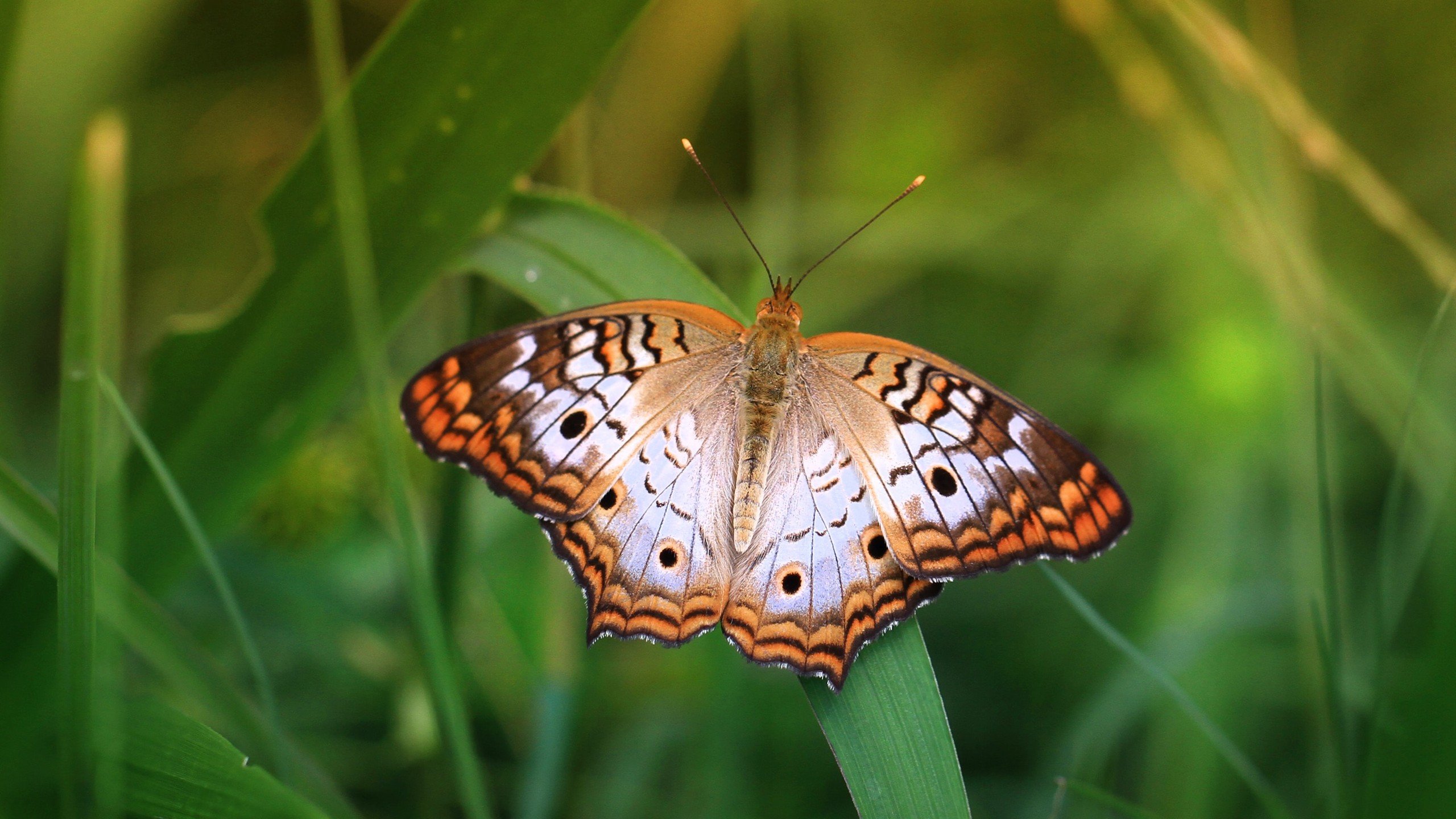 Fondos de pantalla Orange butterfly on grass