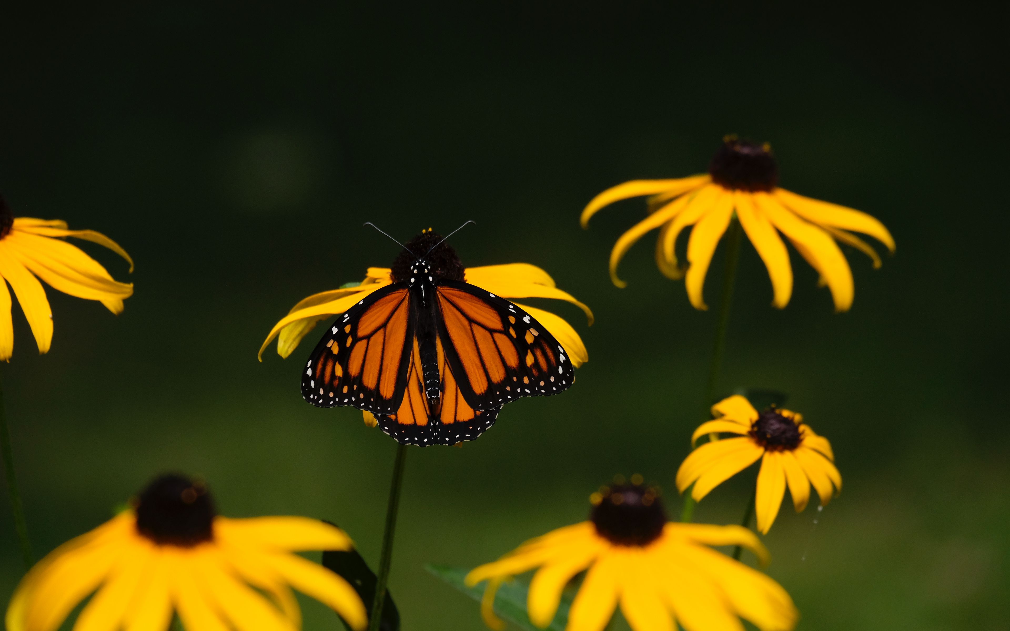 Fondos de pantalla Butterfly on flower
