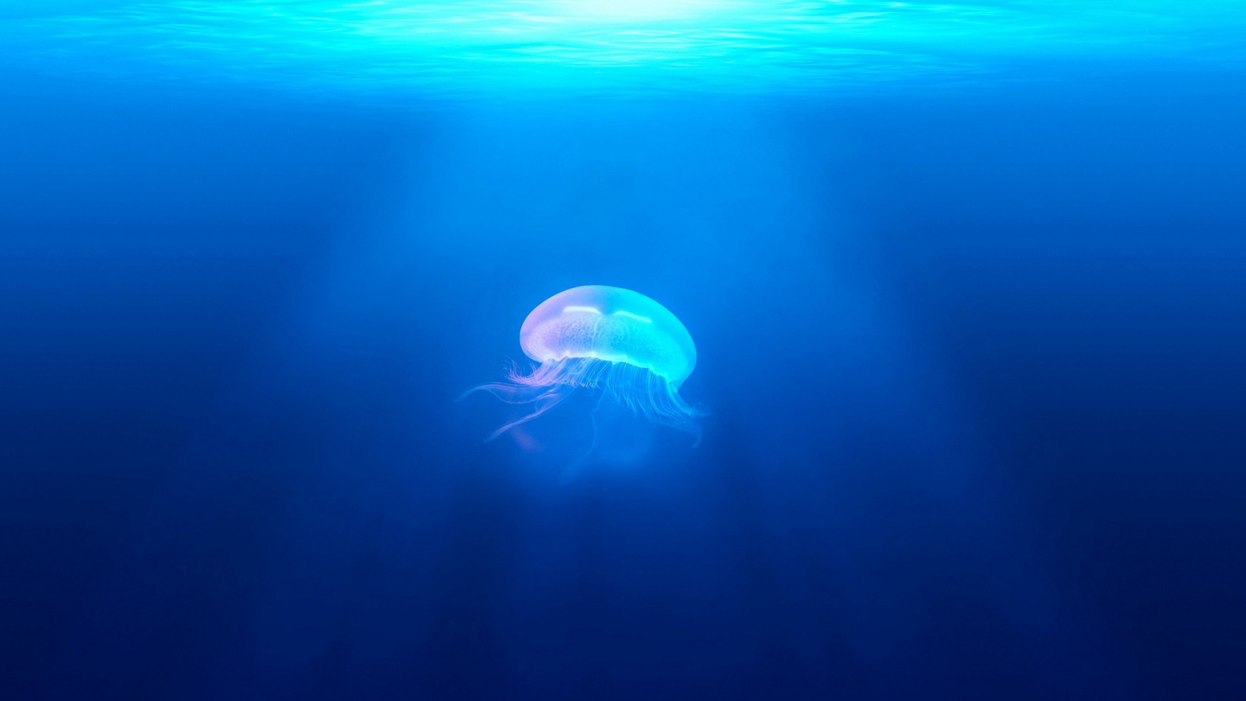 Wallpaper Jellyfish underwater