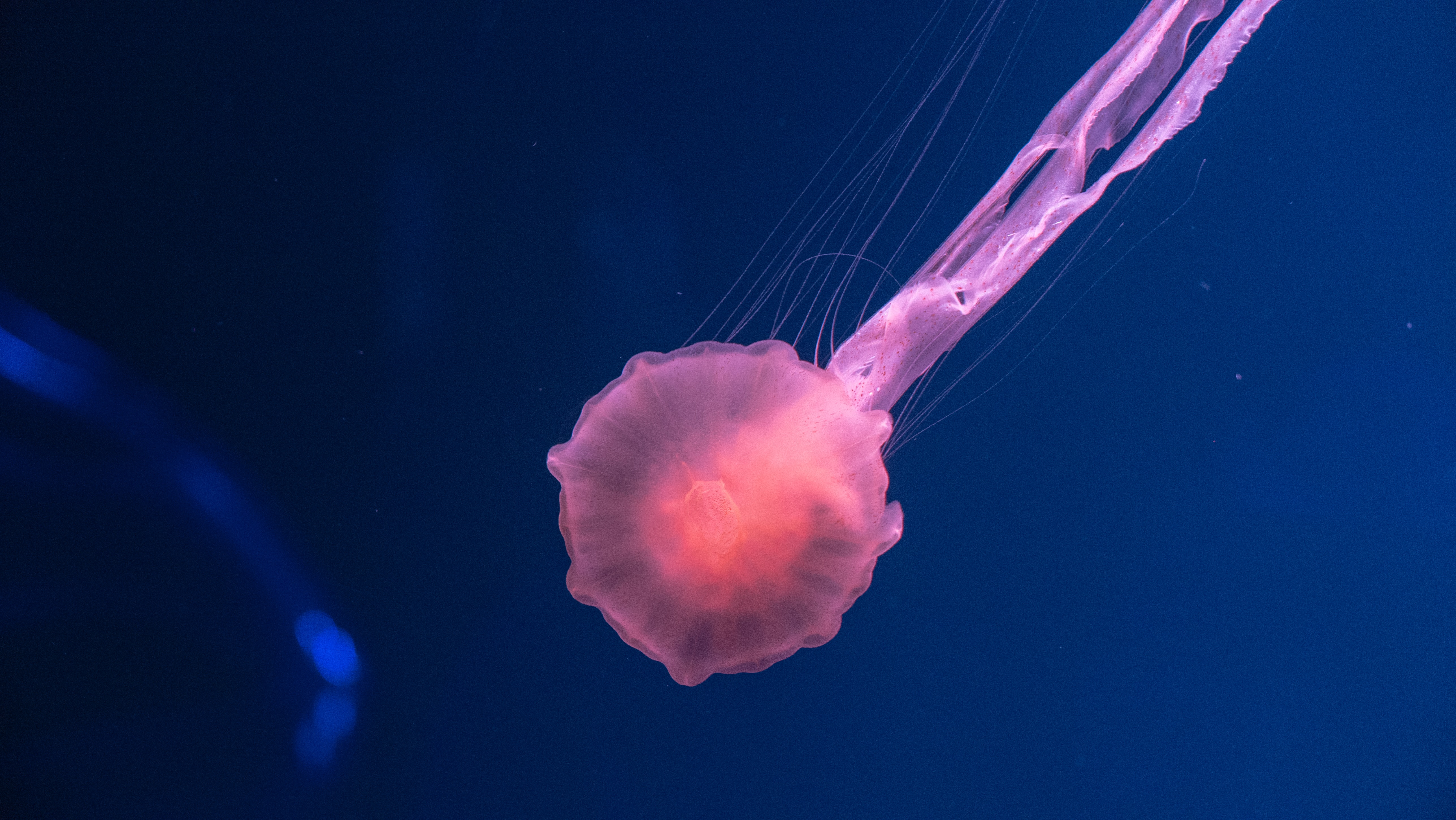 Wallpaper Jellyfish underwater