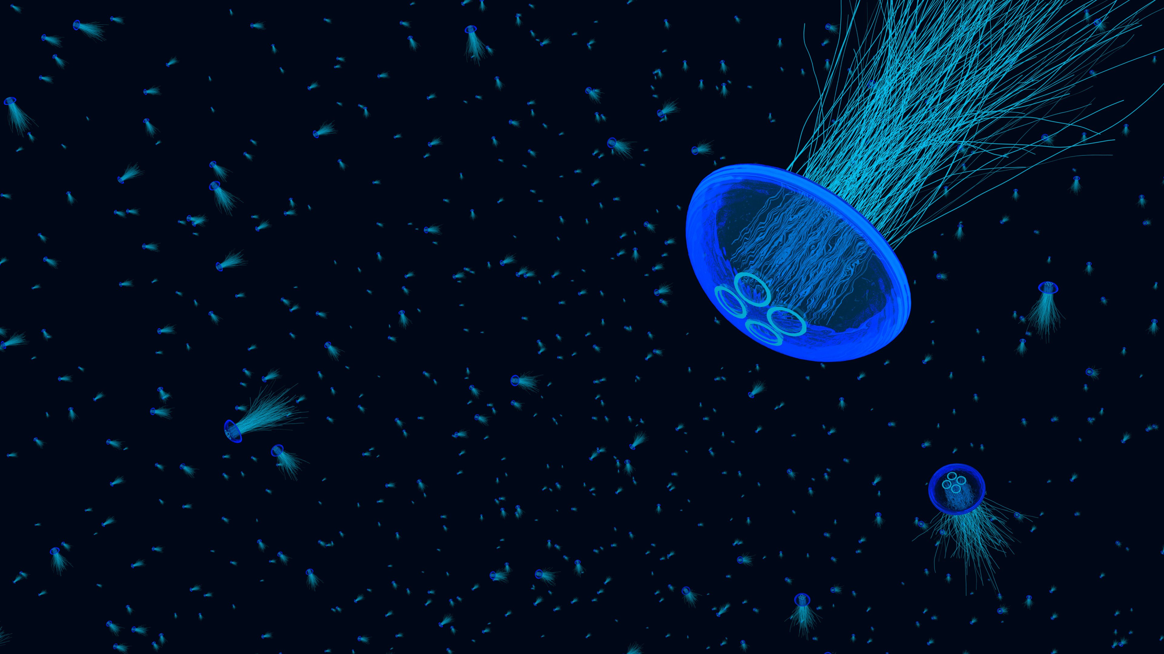 Wallpaper Jellyfish swimming