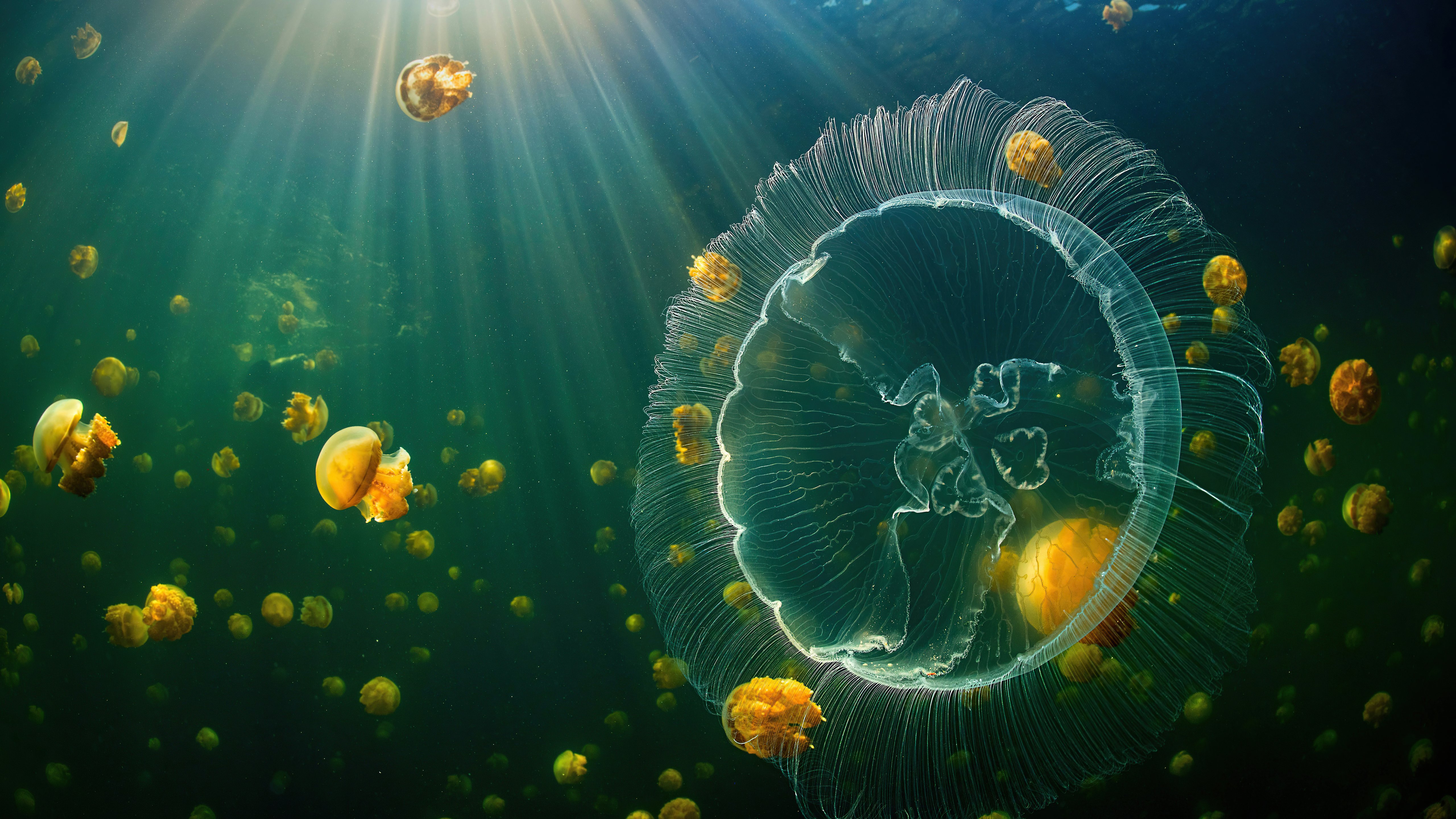 Wallpaper Jellyfish under the sea