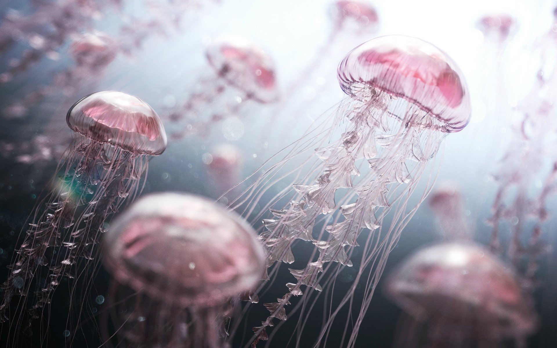 Wallpaper Digital jellyfish
