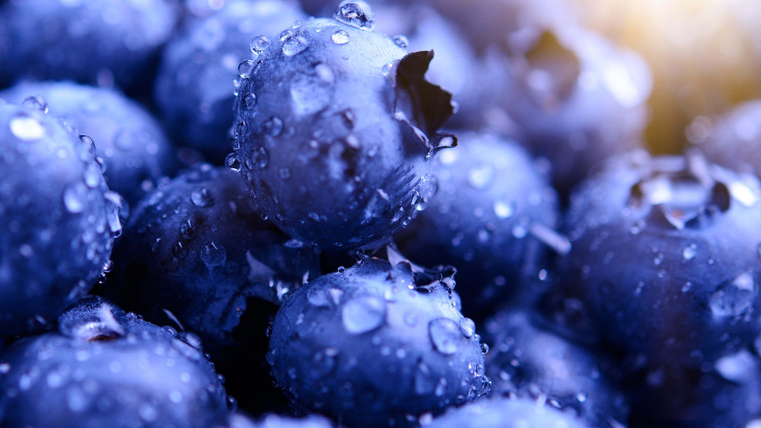 Wallpaper Blueberries with drops of water