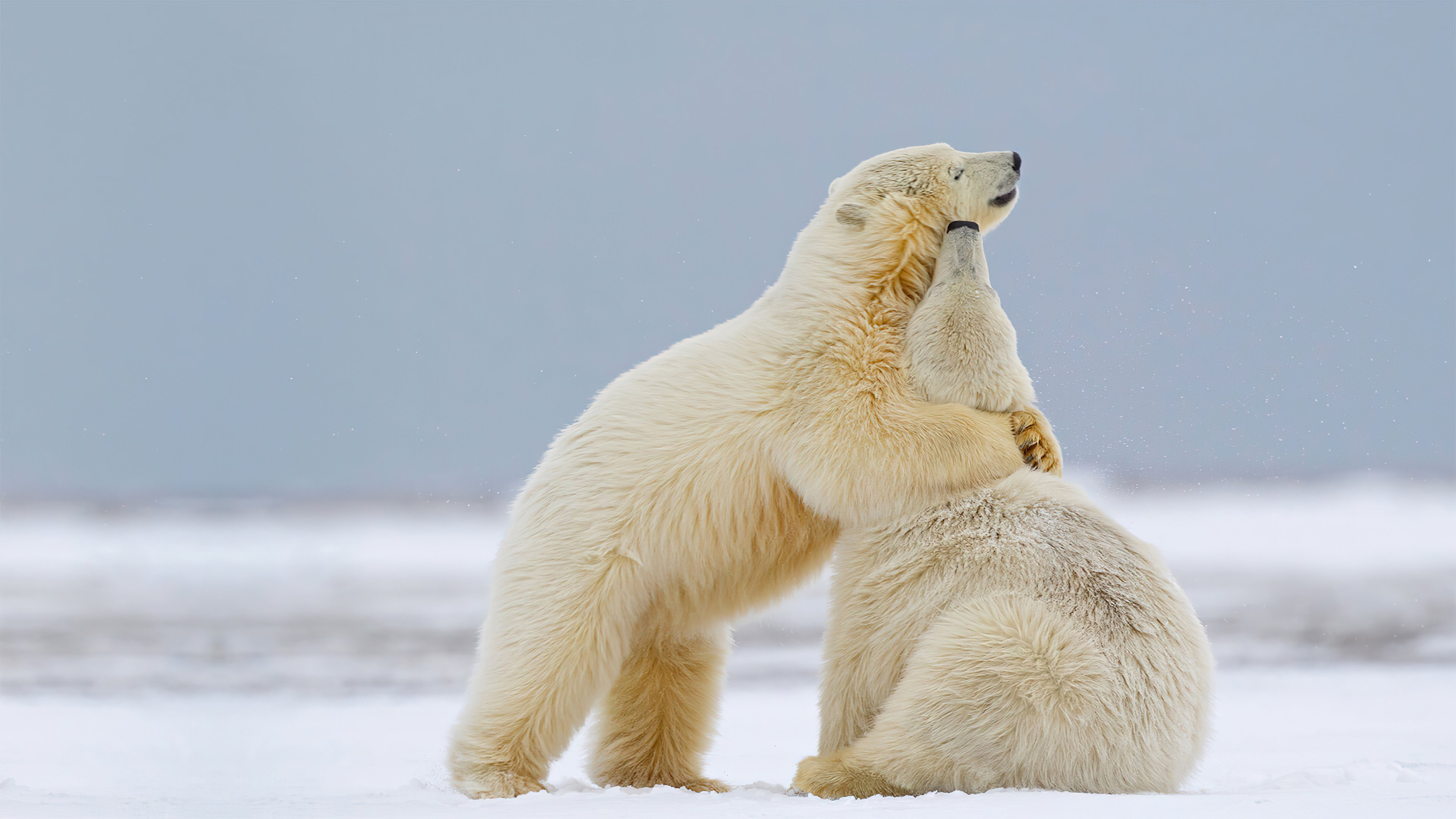 Fondos de pantalla Osos polares abrazandose