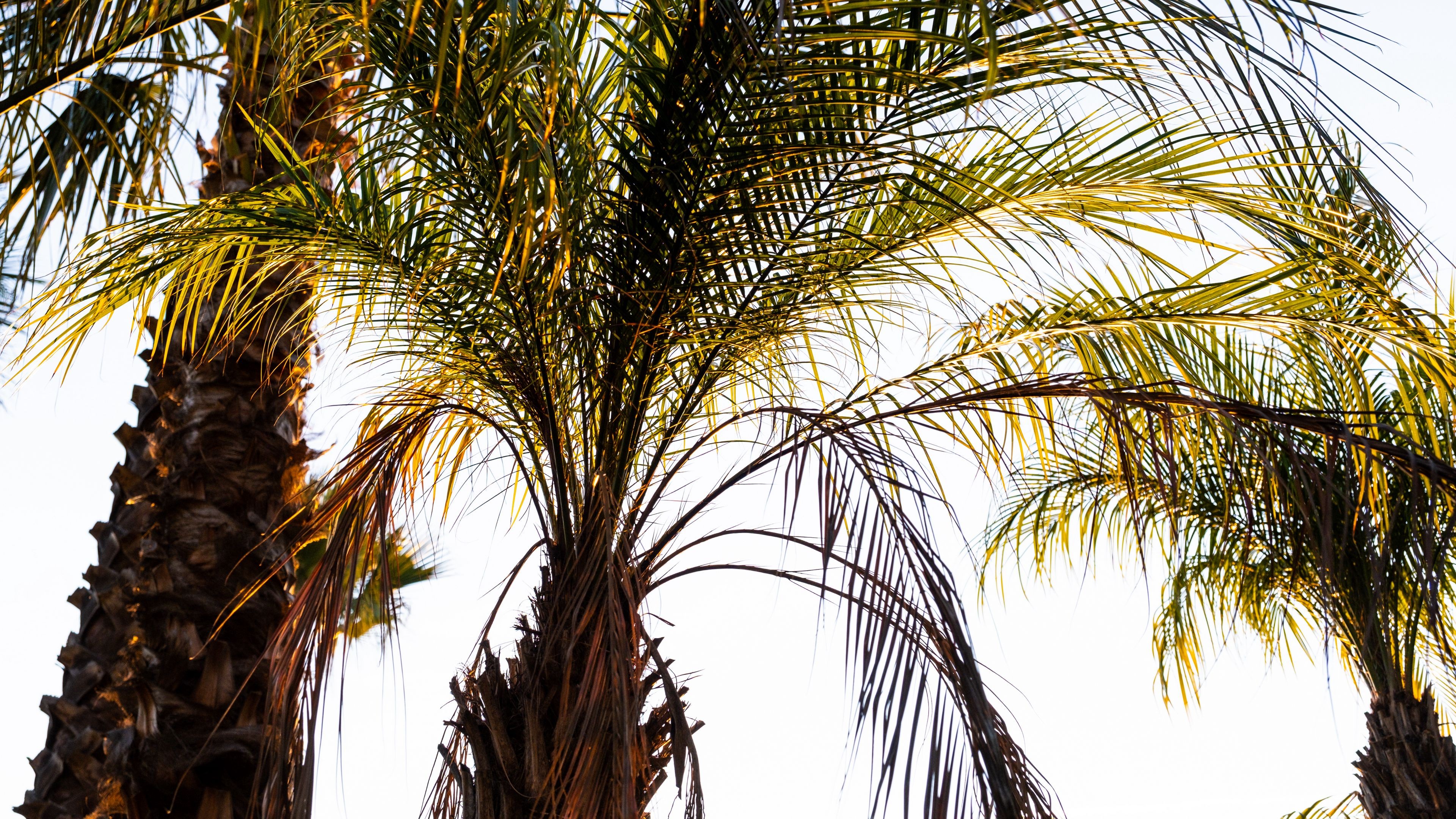 Wallpaper Palm tree