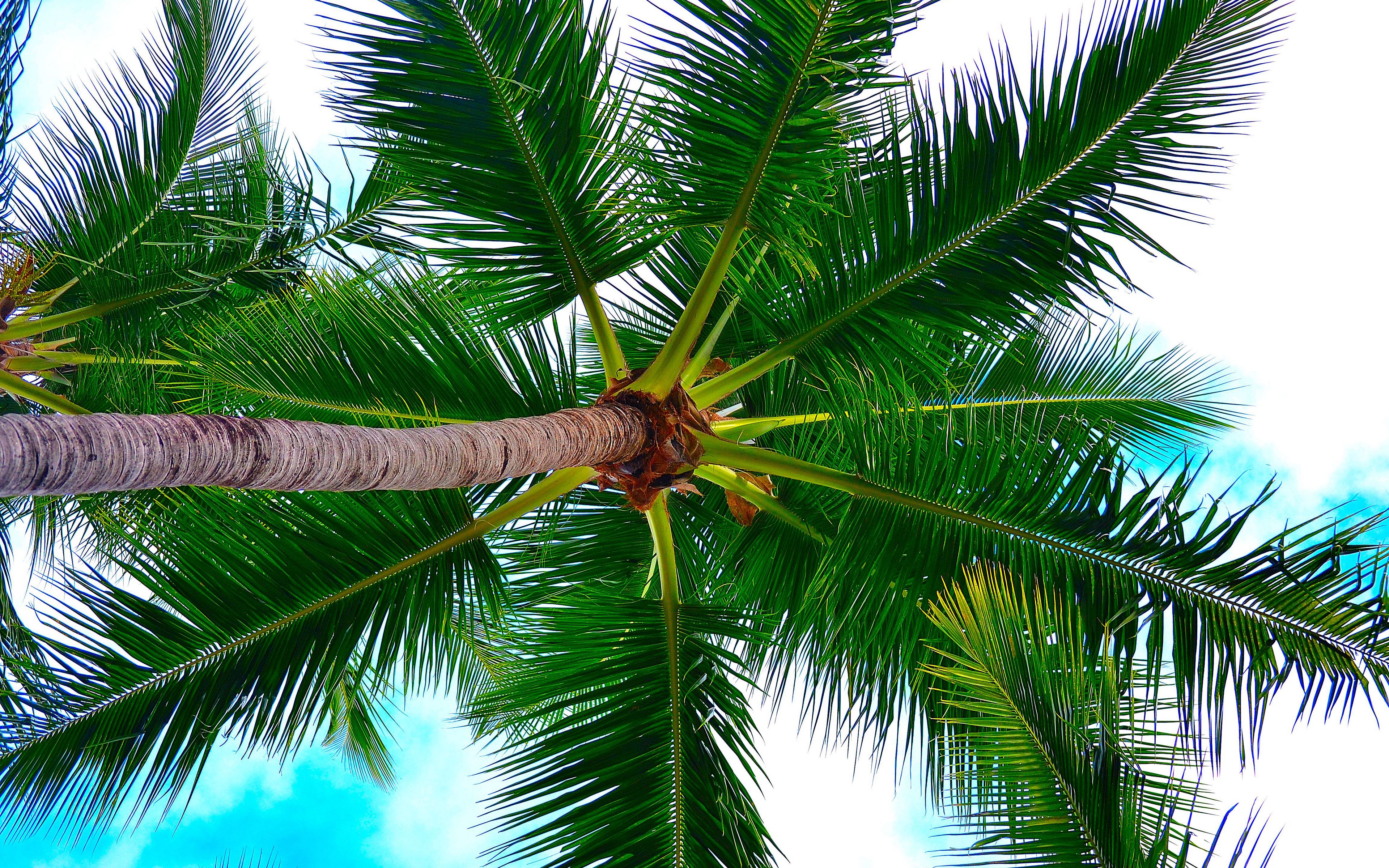 Wallpaper Palm Tree