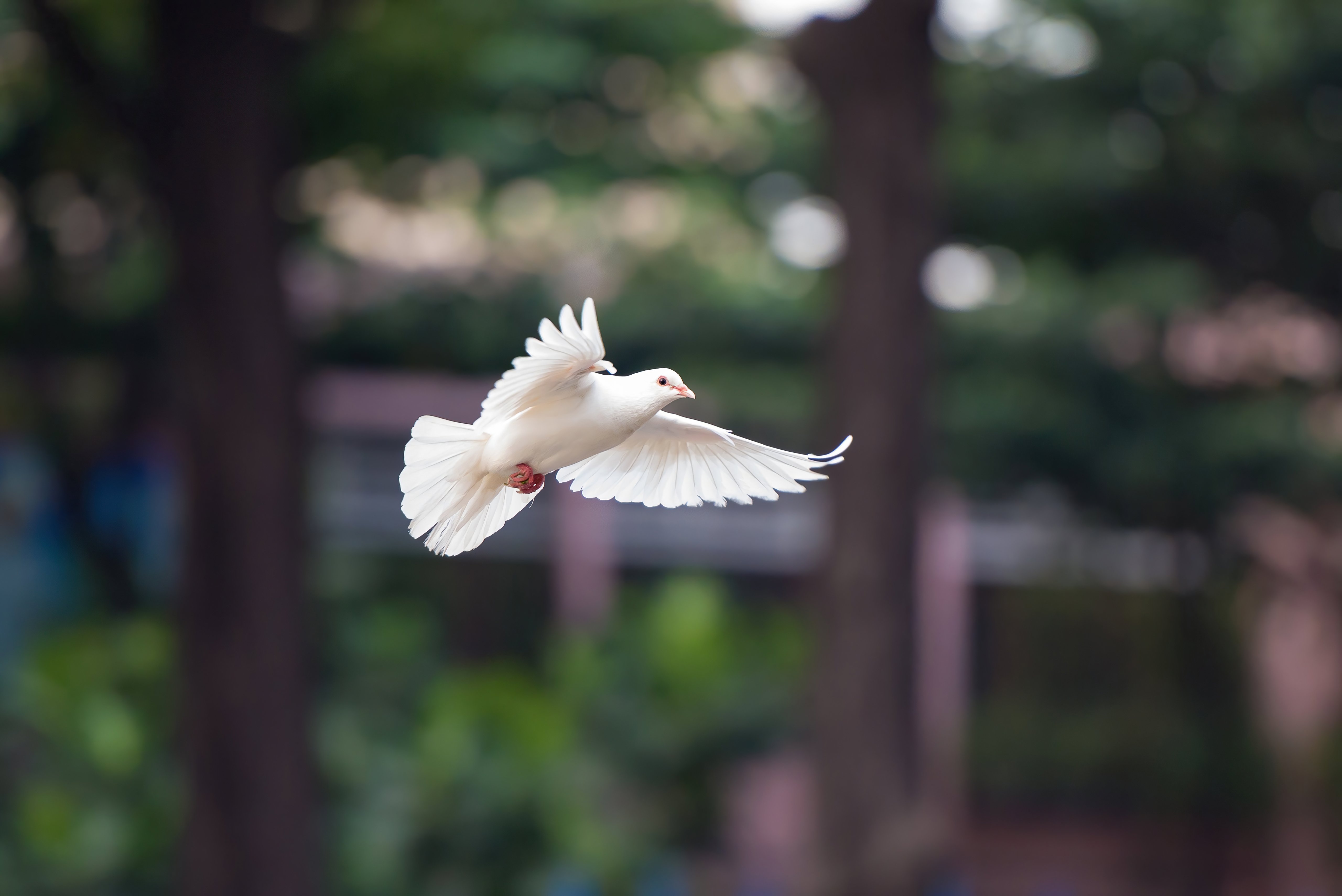 Wallpaper Flying dove