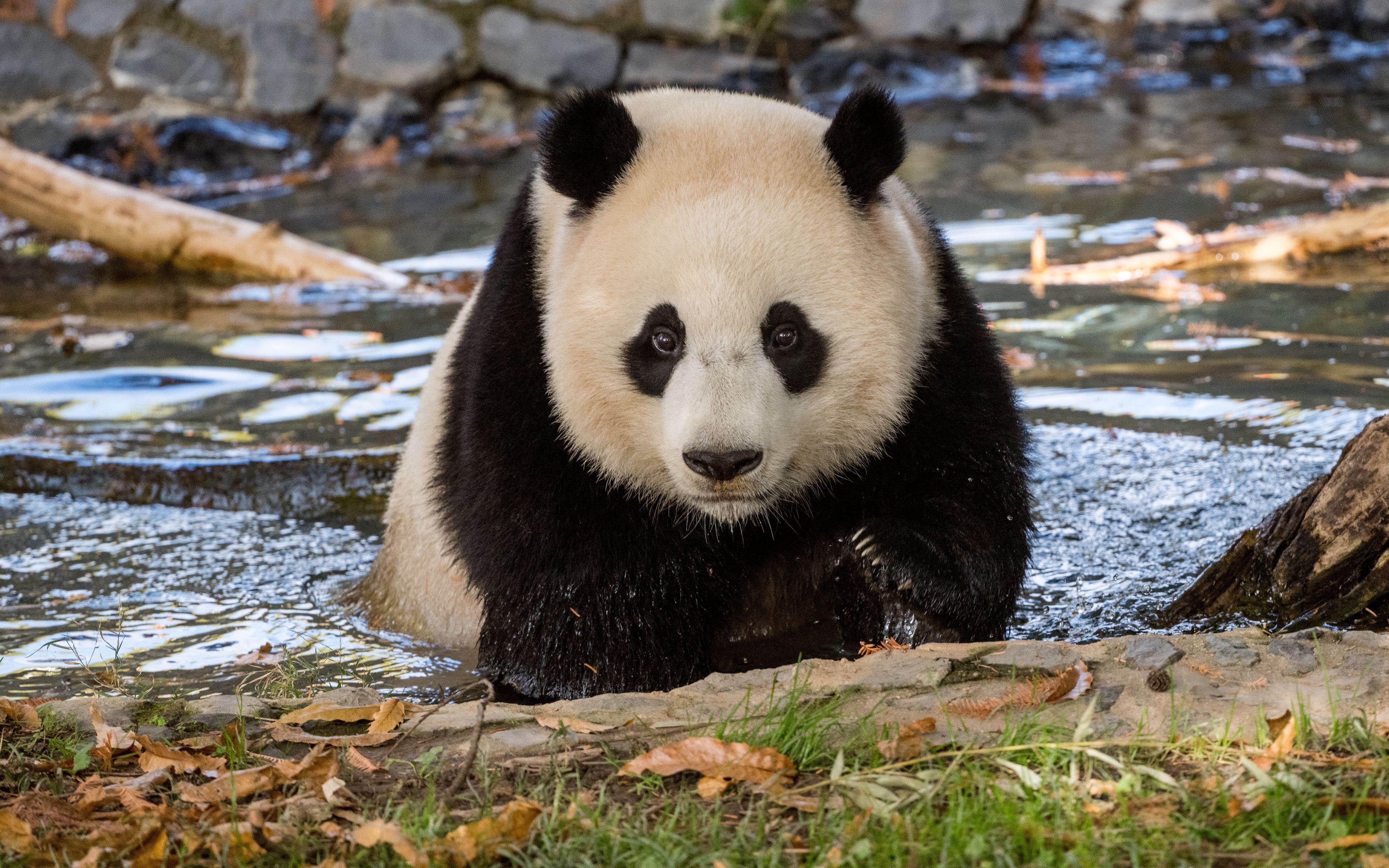 Fondos de pantalla Panda en la naturaleza